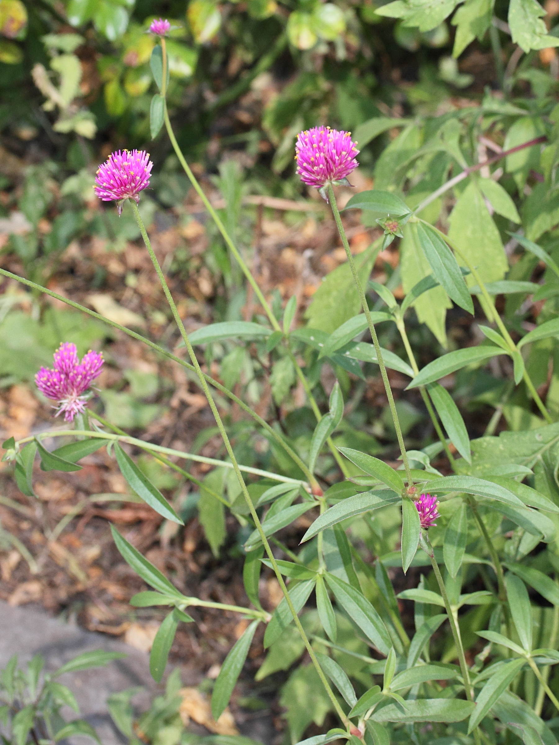 gomphrena_globosa3md