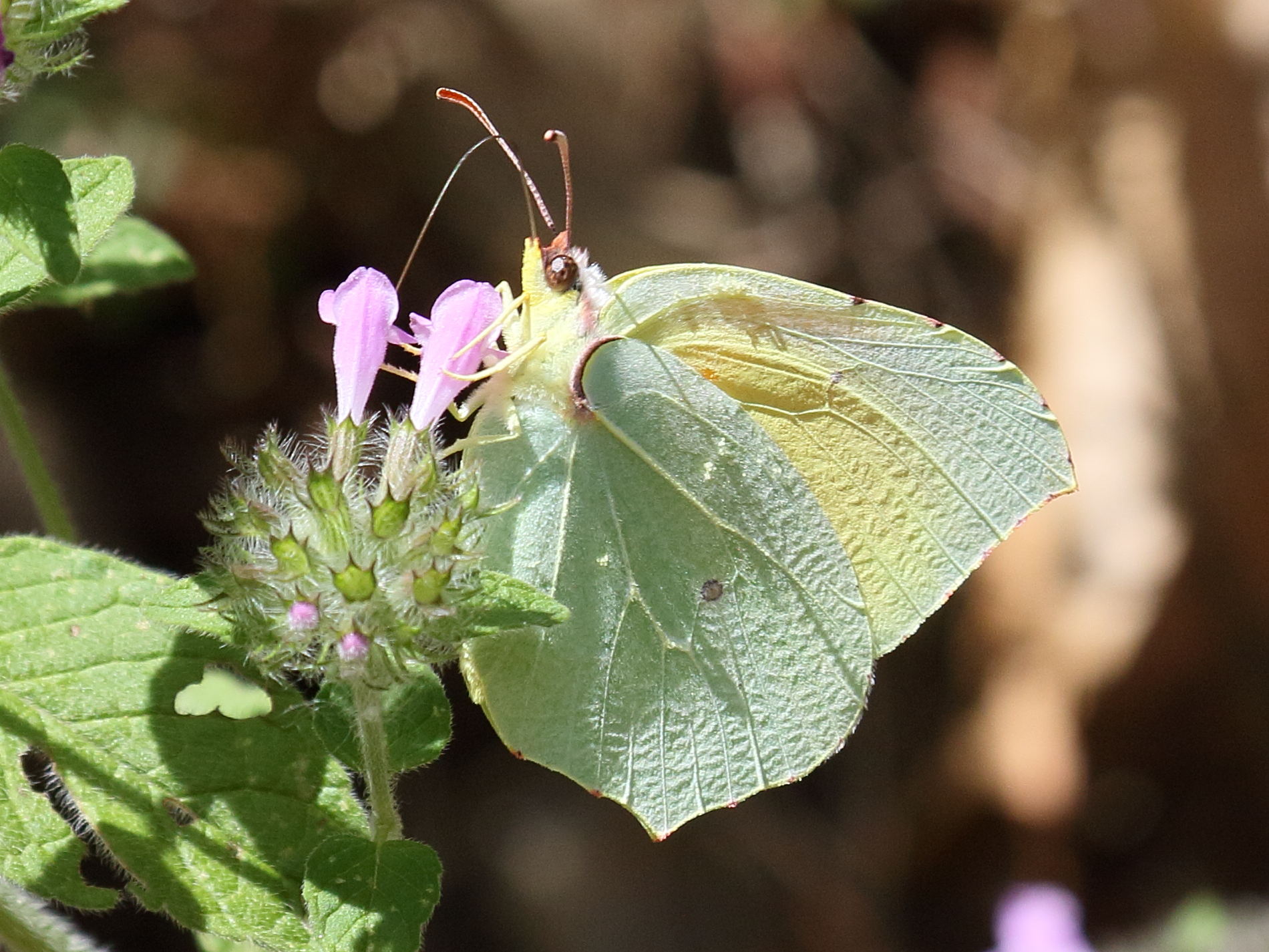 gonepteryx_cleopatra4bd