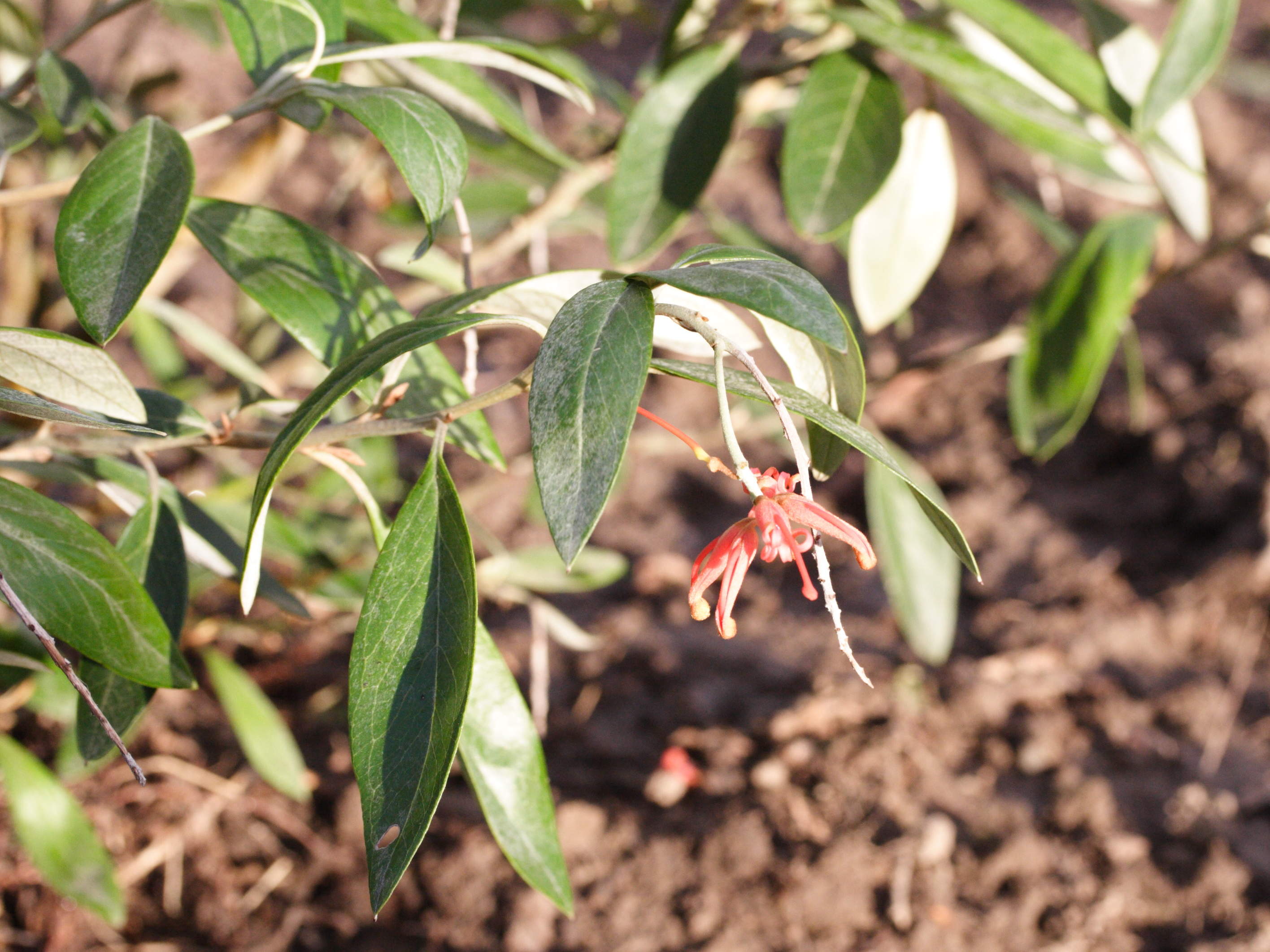 Afficher le média grevillea_victoriae2md grevillea_victoriae2md