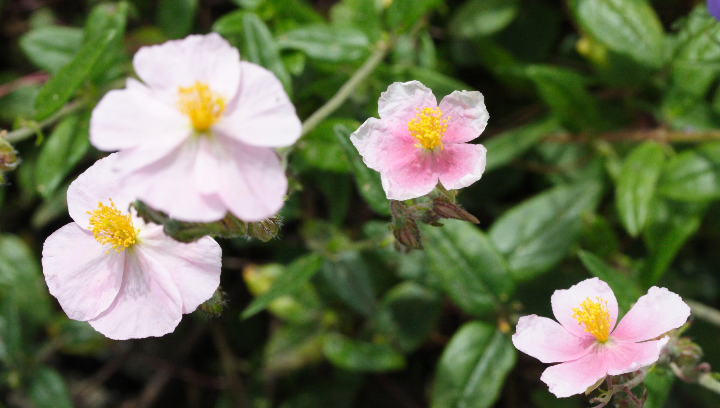 Afficher le média helianthemum_nummularium_roseum2md helianthemum_nummularium_roseum2md