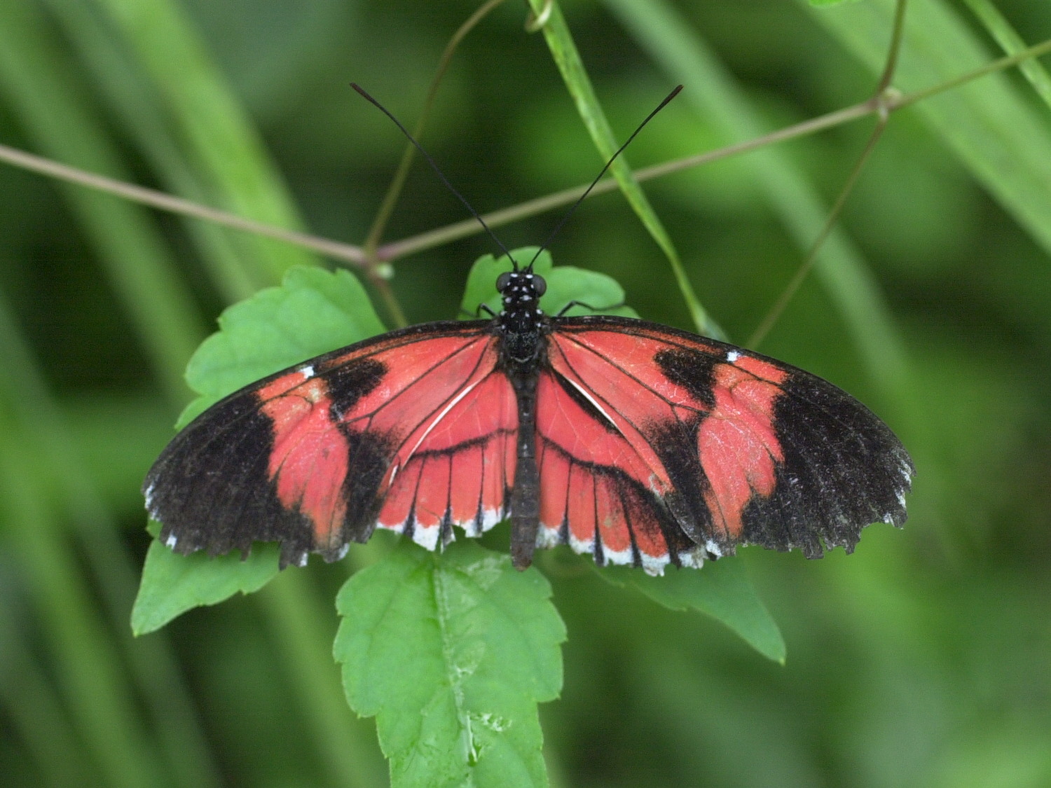 Afficher le média heliconius_melpomene1md heliconius_melpomene1md