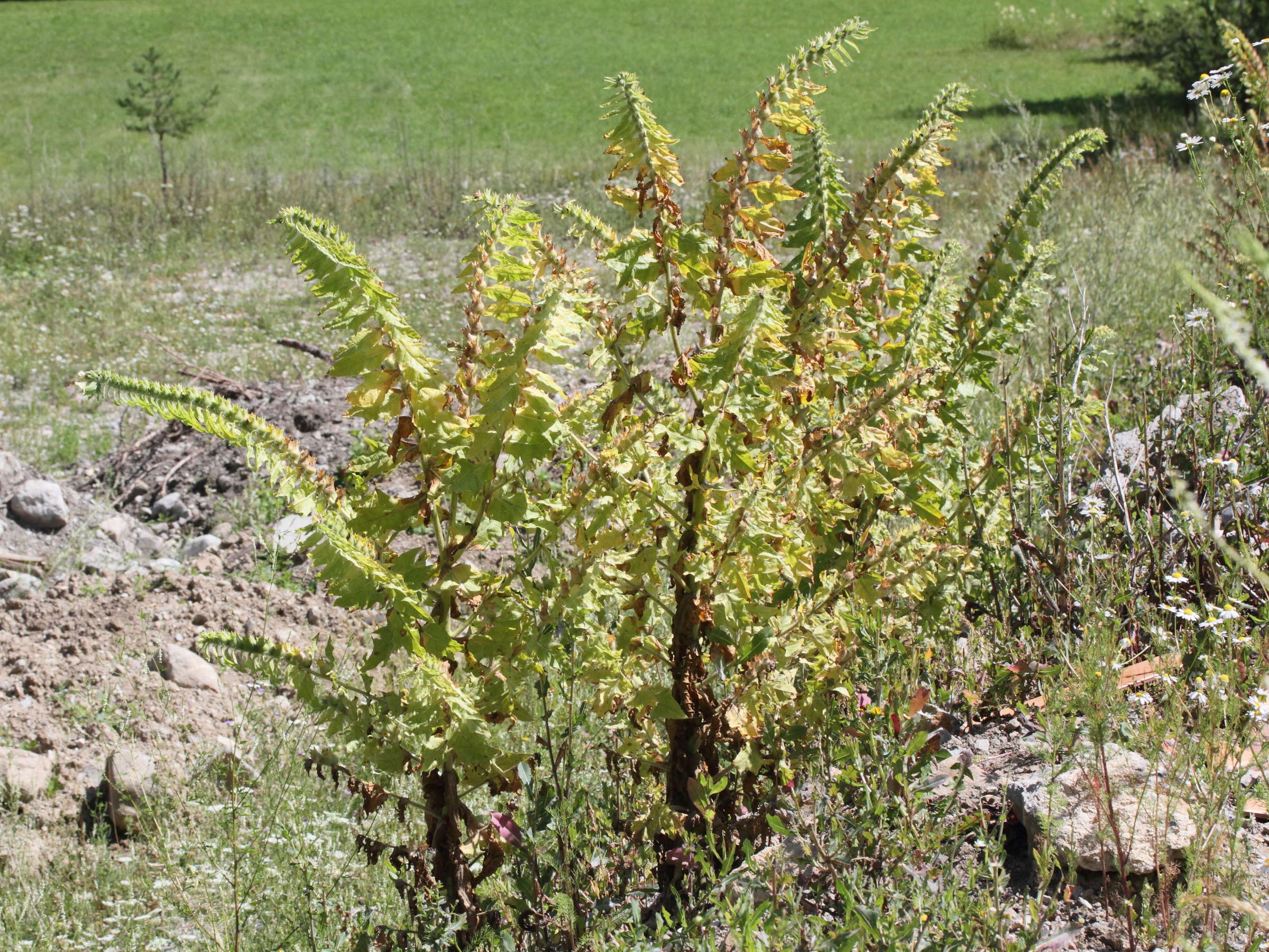 Afficher le média hyoscyamus_niger3md hyoscyamus_niger3md