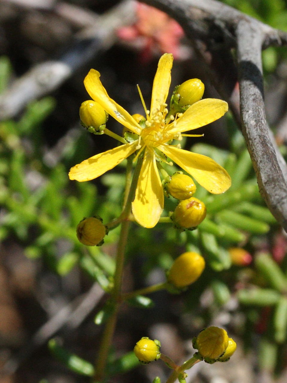 Afficher le média hypericum_empetrifolium1md hypericum_empetrifolium1md