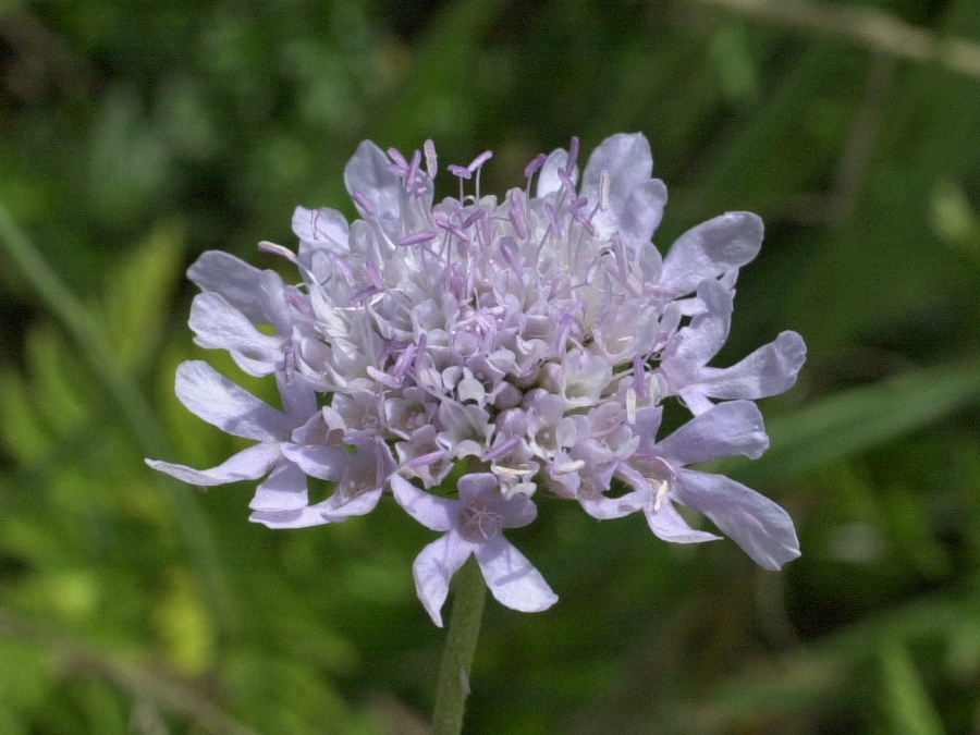 knautia_arvensis2md