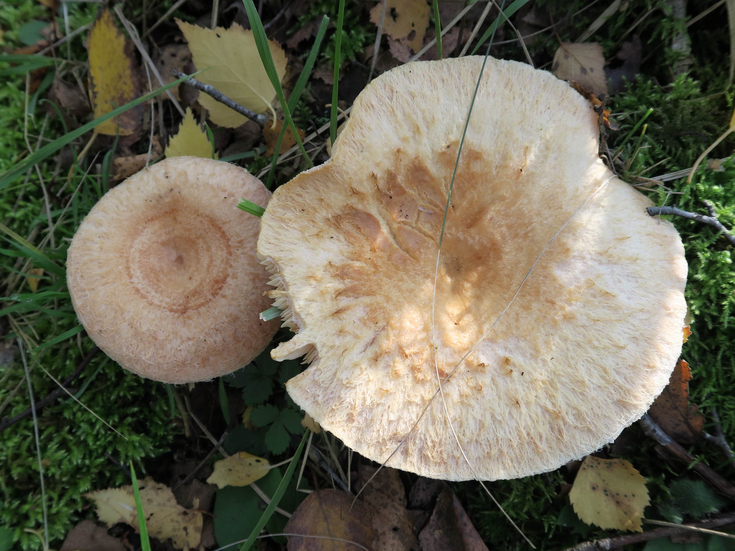 lactarius_torminosus3md