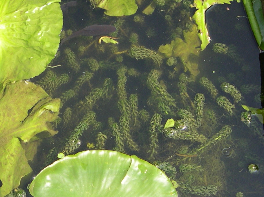 lagarosiphon_major1amd