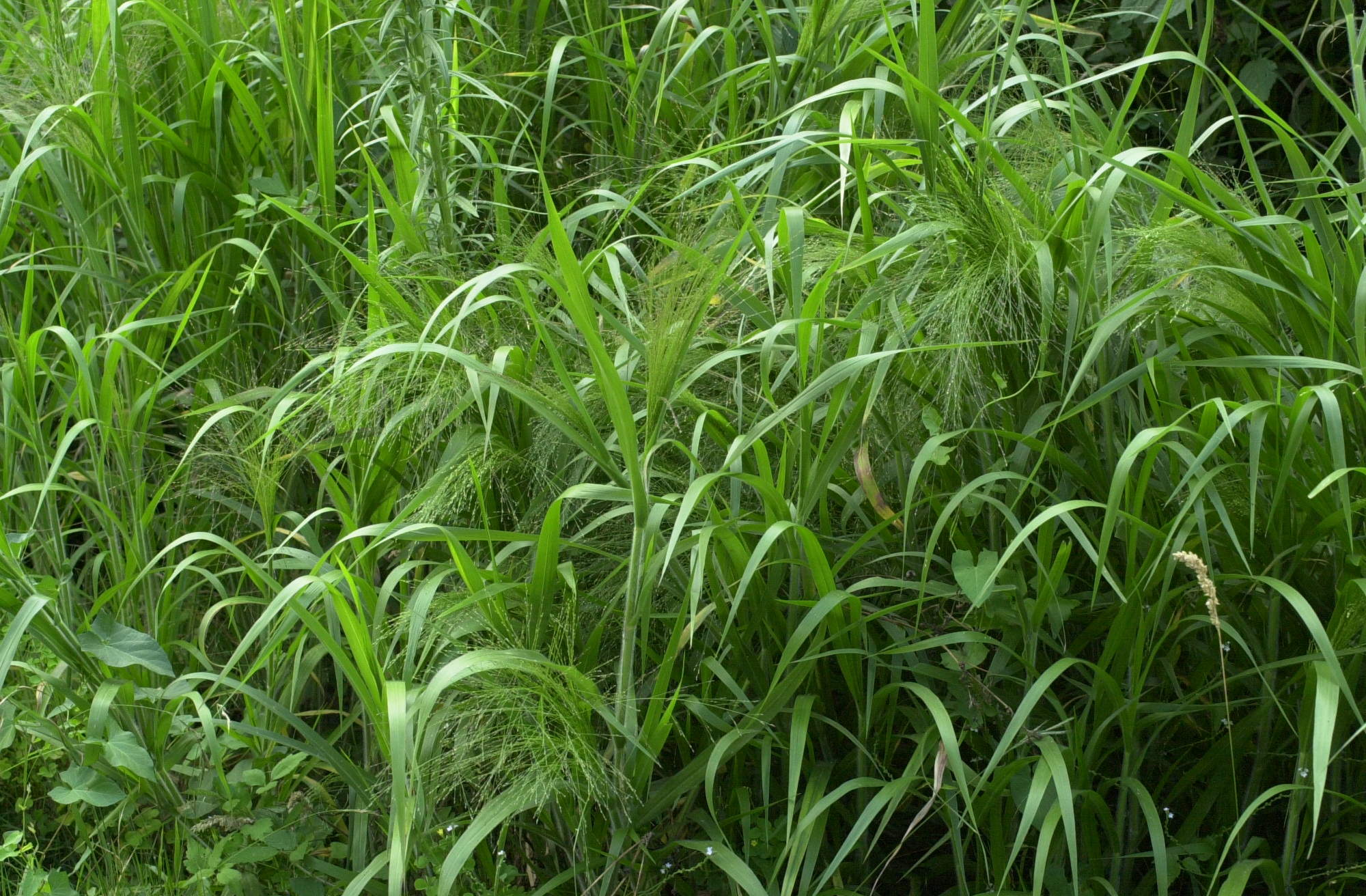 leersia_oryzoides1md