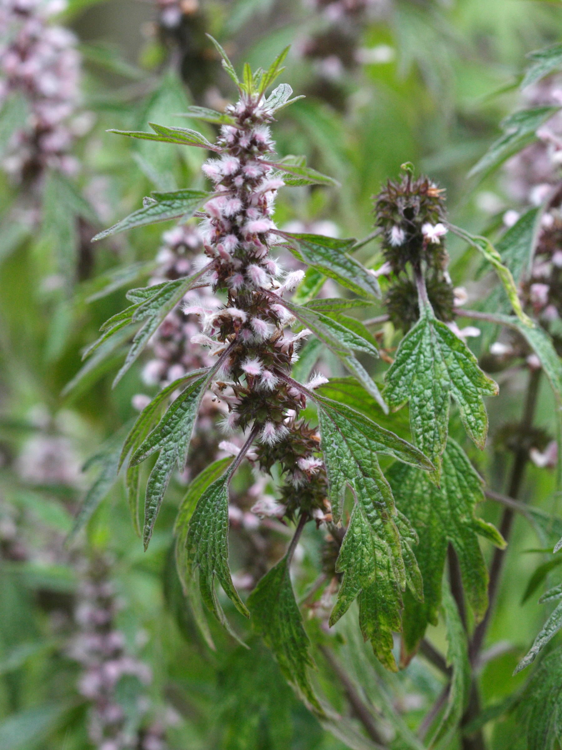 leonurus_cardiaca4md