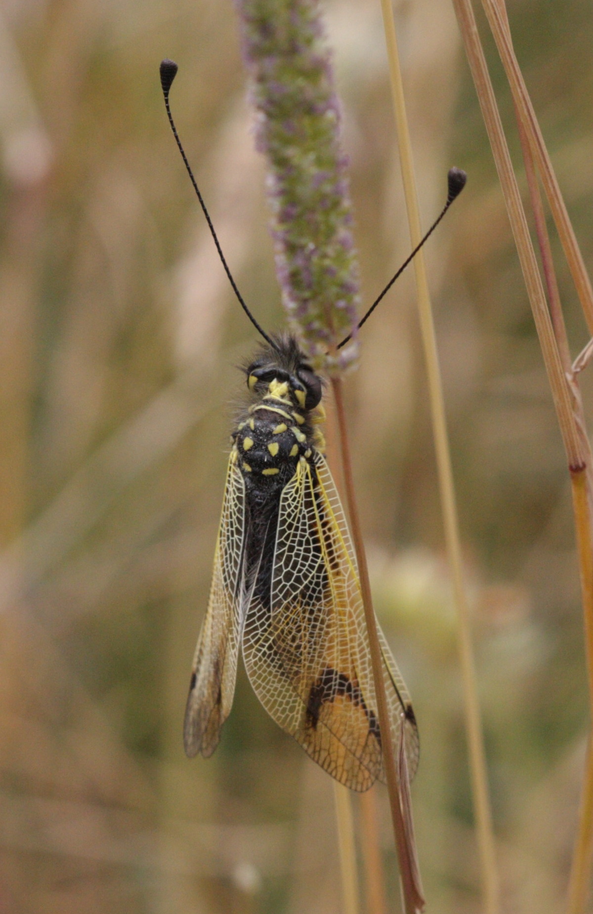 Afficher le média libelloides_longicornis4bd libelloides_longicornis4bd
