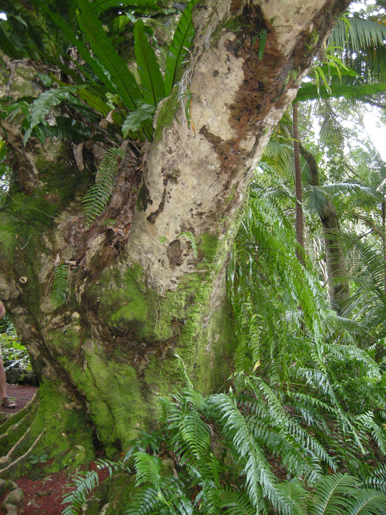 Afficher le média Litchi_chinensis Litchi_chinensis