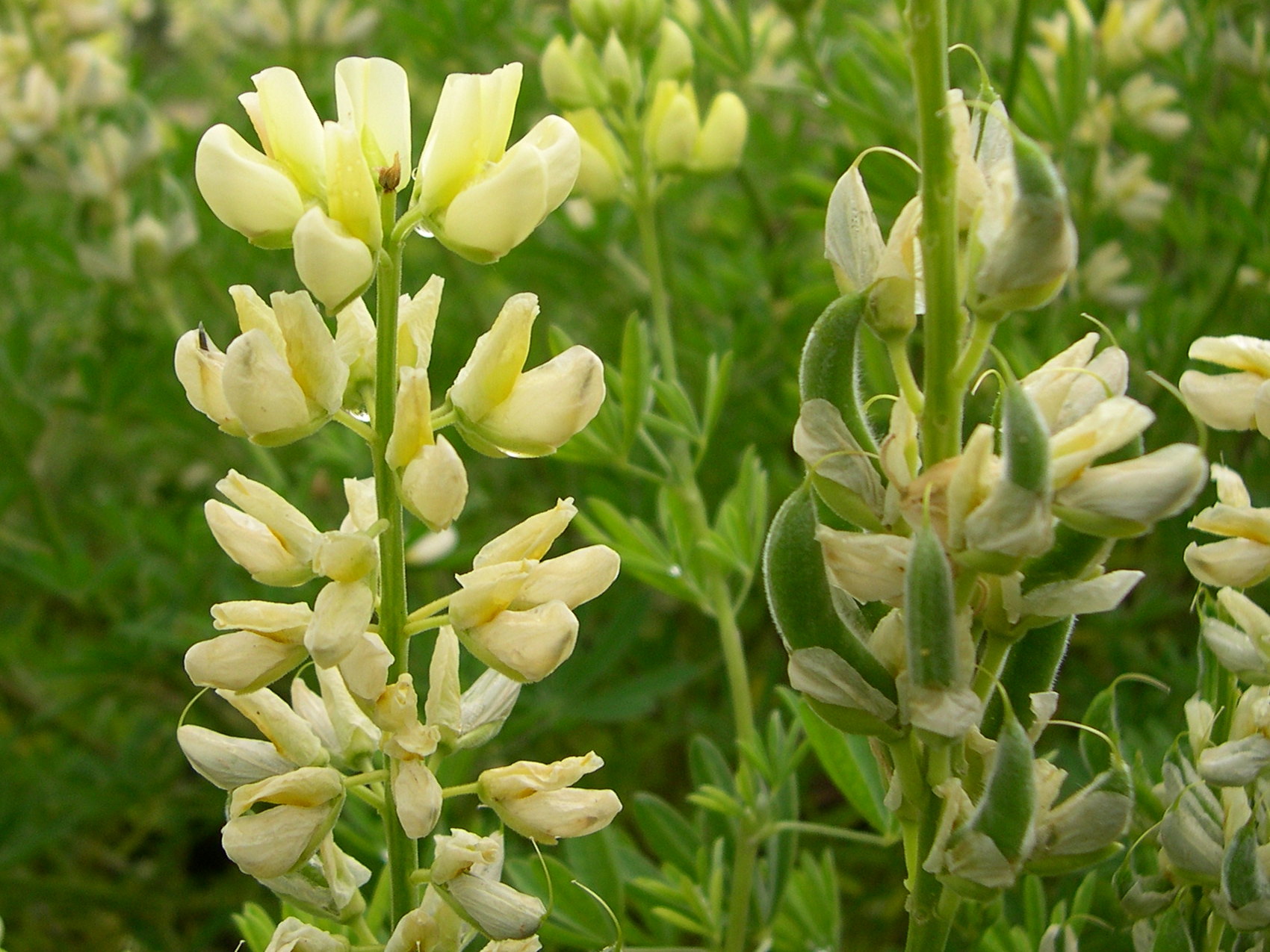 lupinus_luteus2md