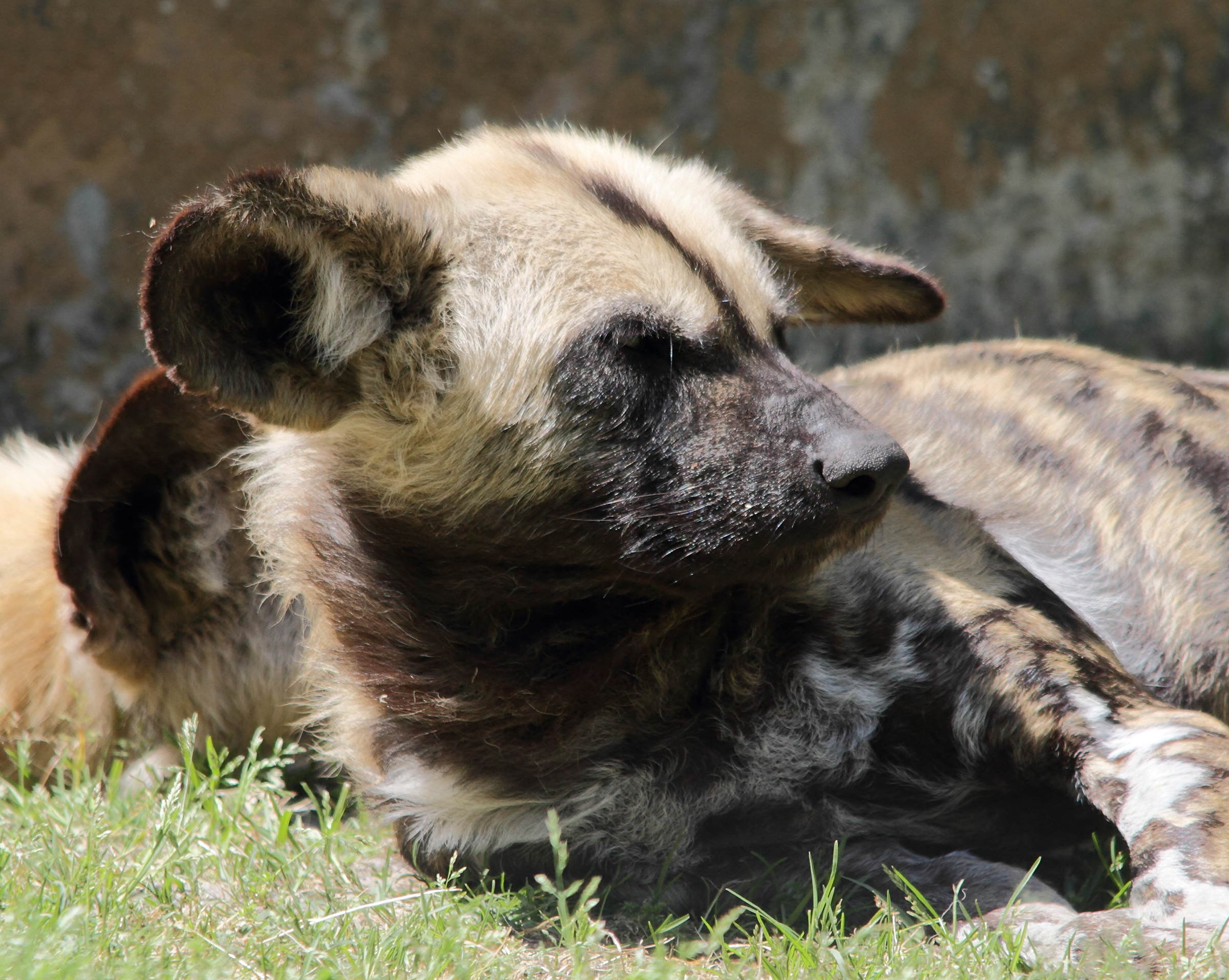 Afficher le média lycaon_pictus2bd lycaon_pictus2bd