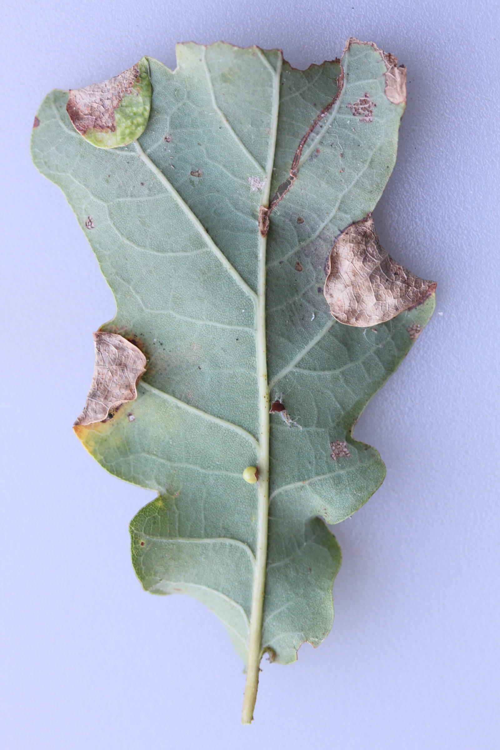 macrodiplosis_pustularis_galle1md