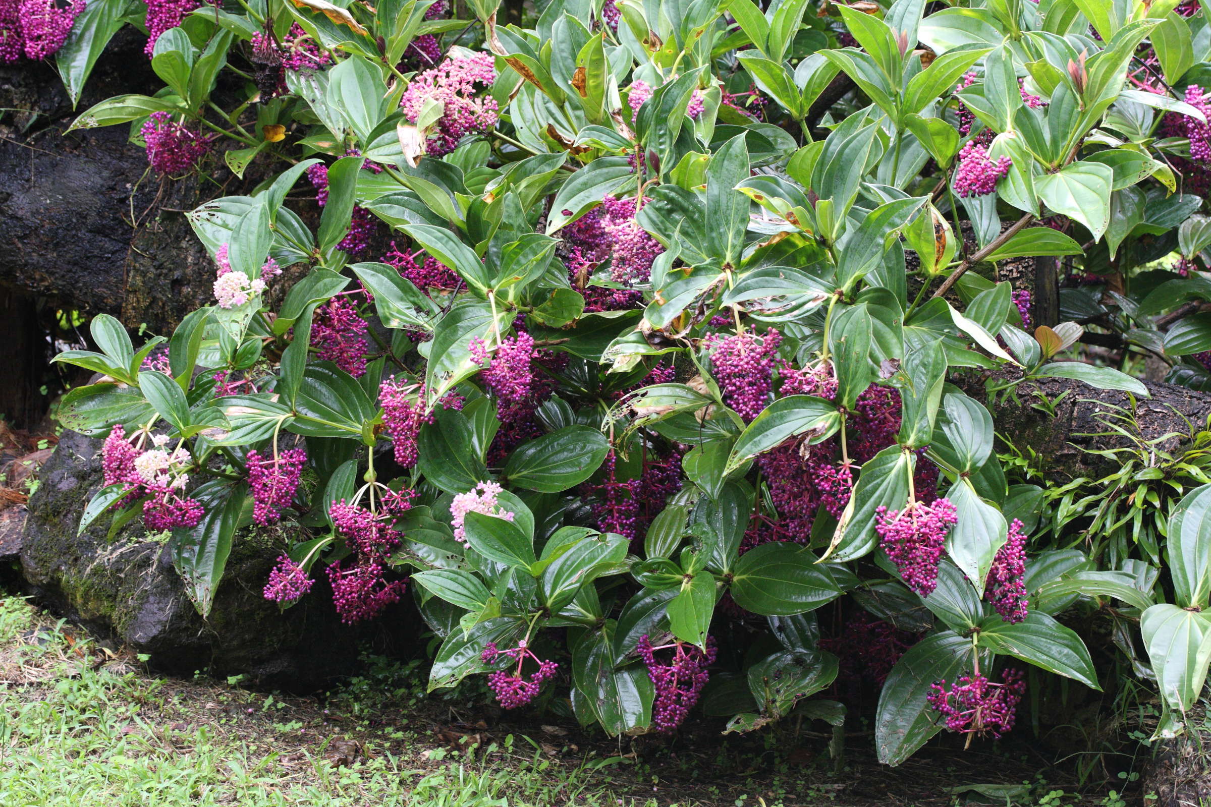 Afficher le média medinilla_myriantha1md medinilla_myriantha1md