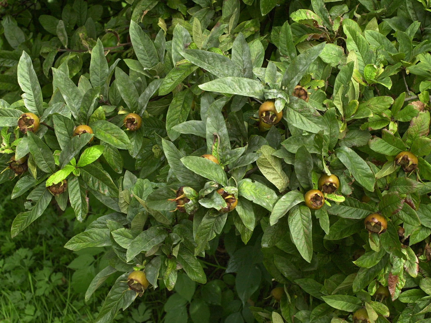 mespilus_germanica2md