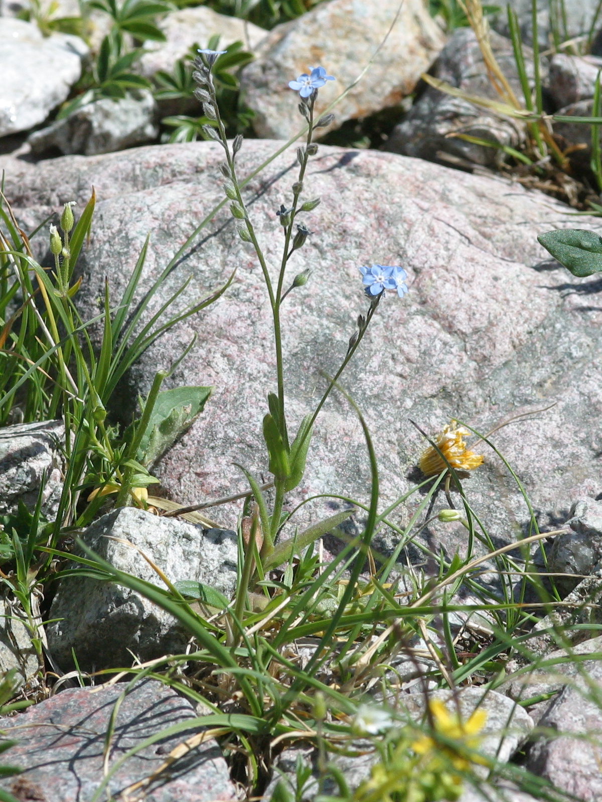 myosotis_alpestris1bmd