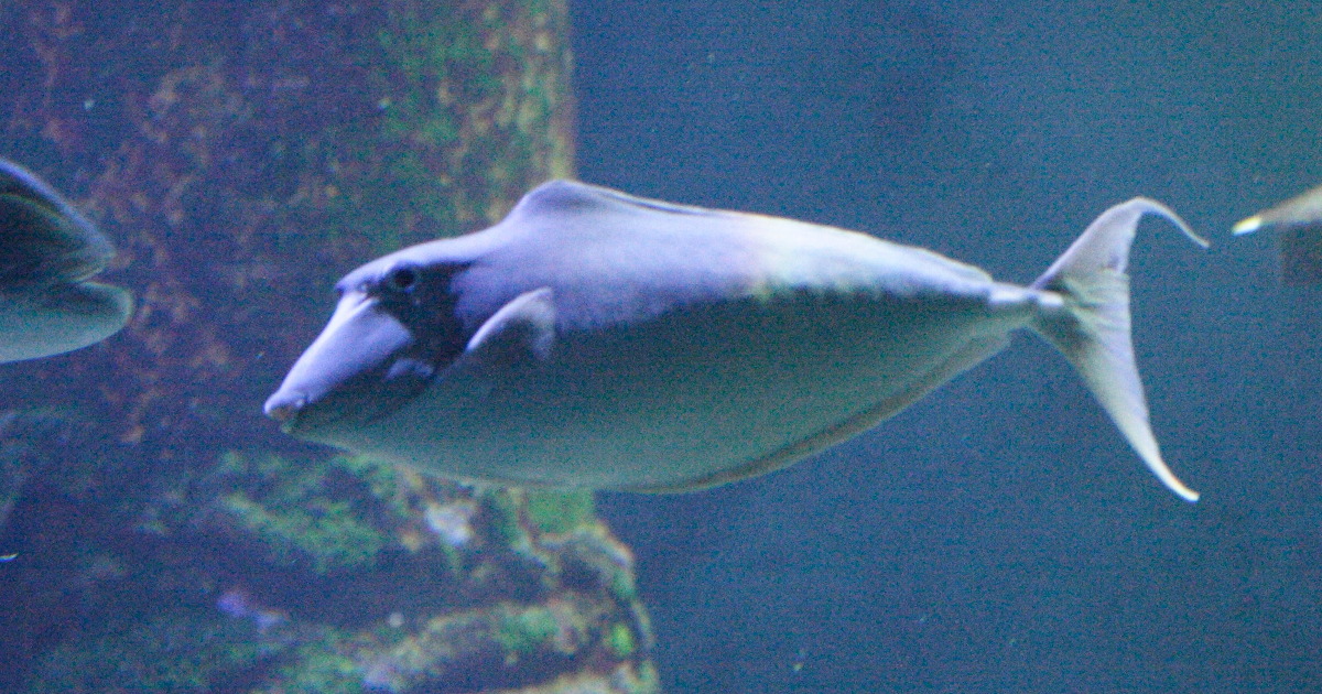 naso_brachycentron1md