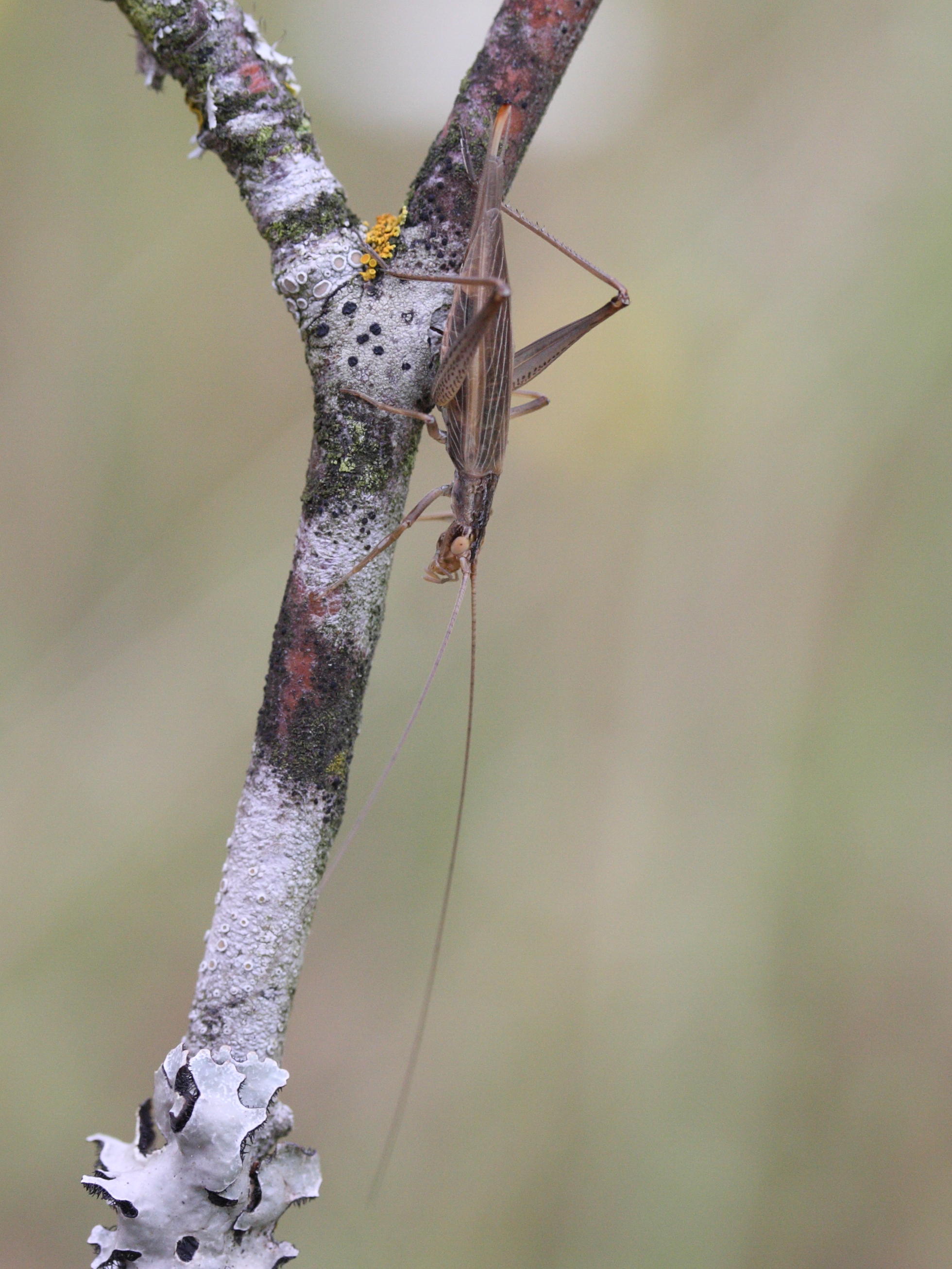 Afficher le média oecanthus_pellucens2md oecanthus_pellucens2md