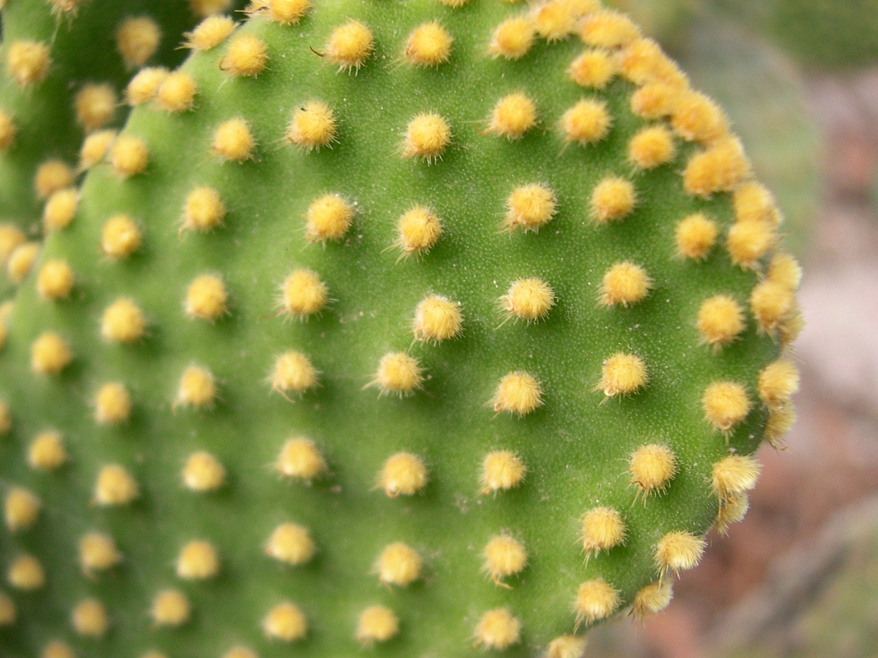 opuntia_microdasys2md