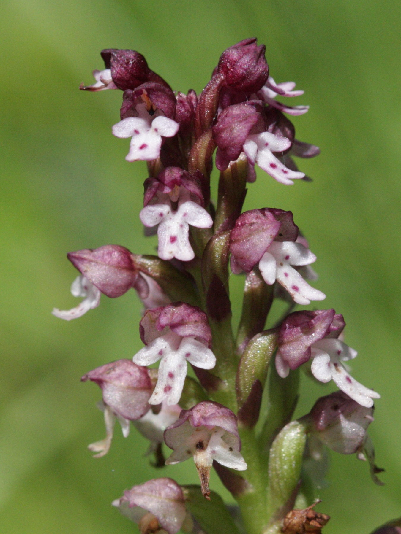 Afficher le média orchis_ustulata3bd orchis_ustulata3bd