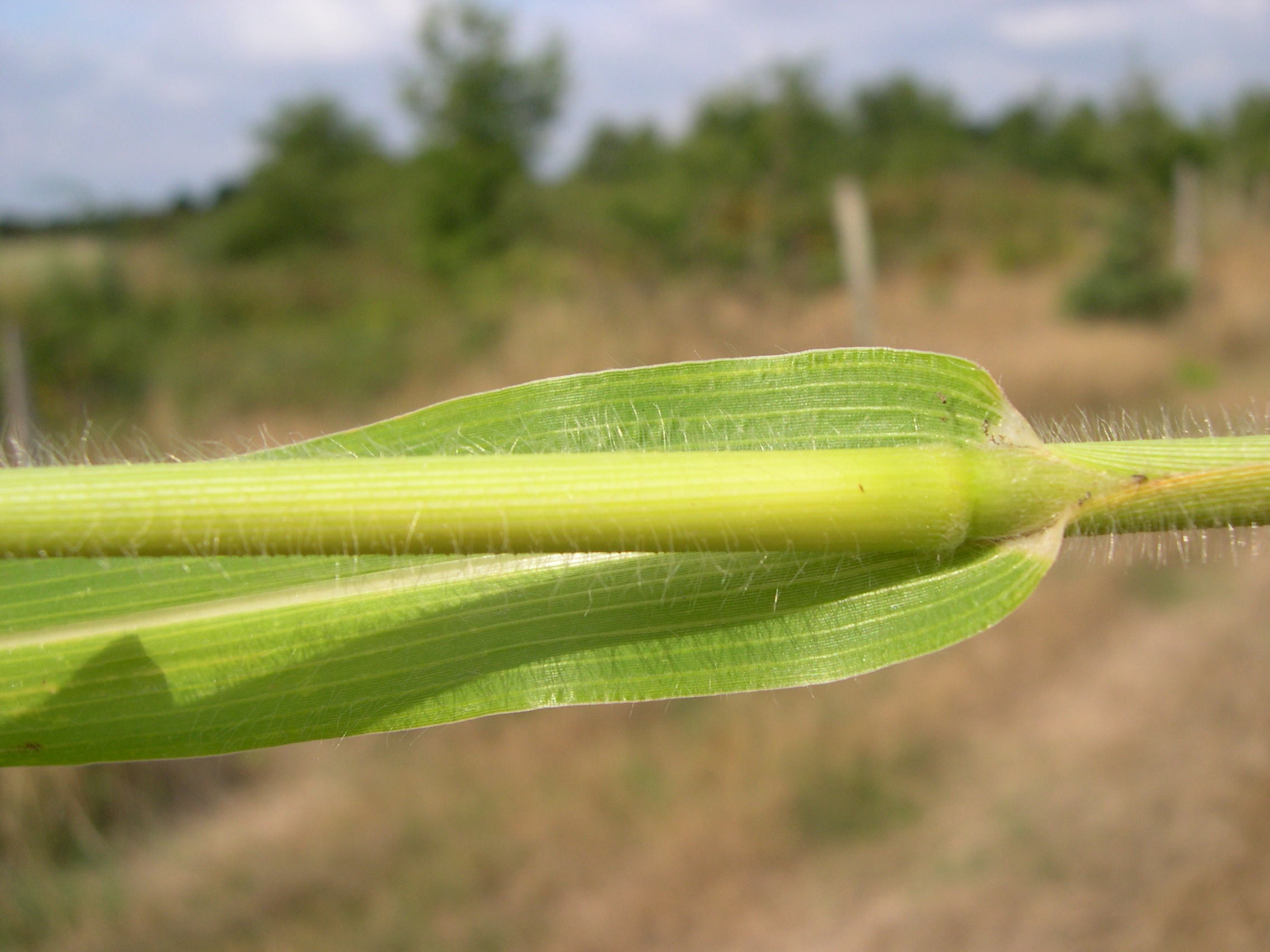 Afficher le média panicum_miliaceum2amd panicum_miliaceum2amd