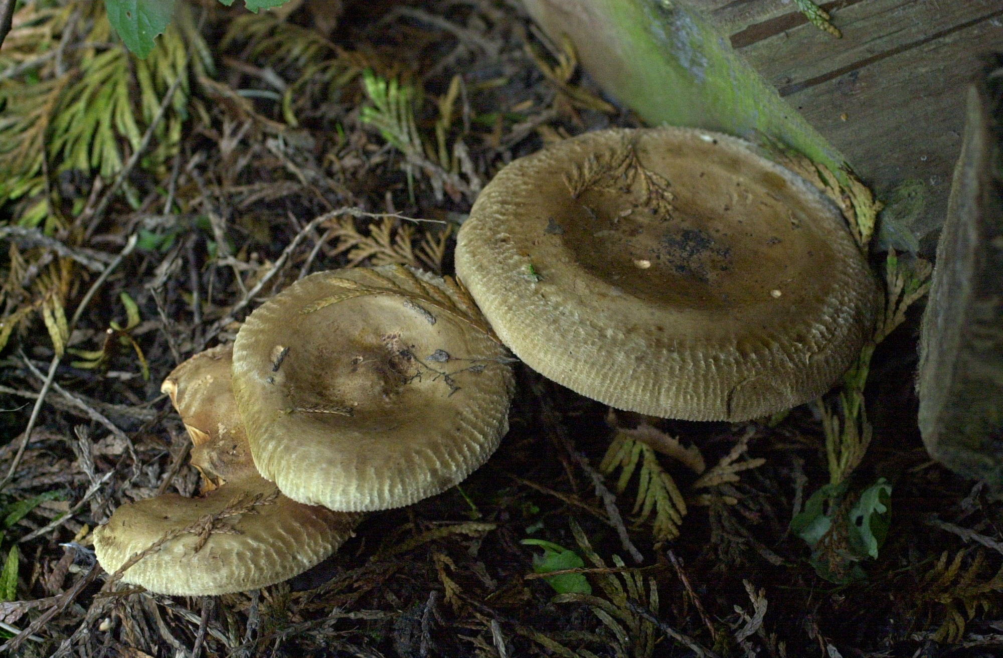paxillus_involutus4bd