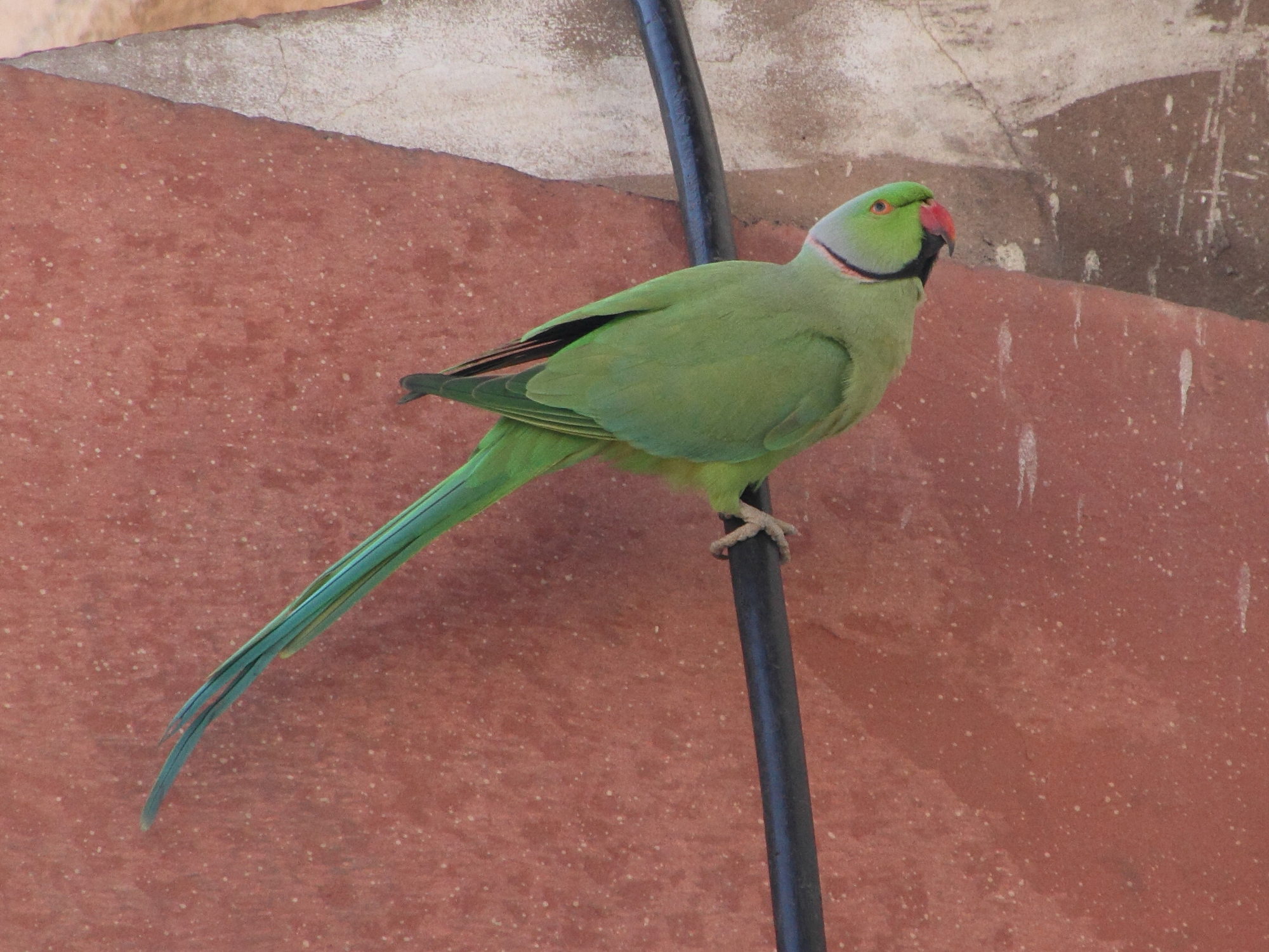 perruche_a_collier_-_psittacula_krameri3md