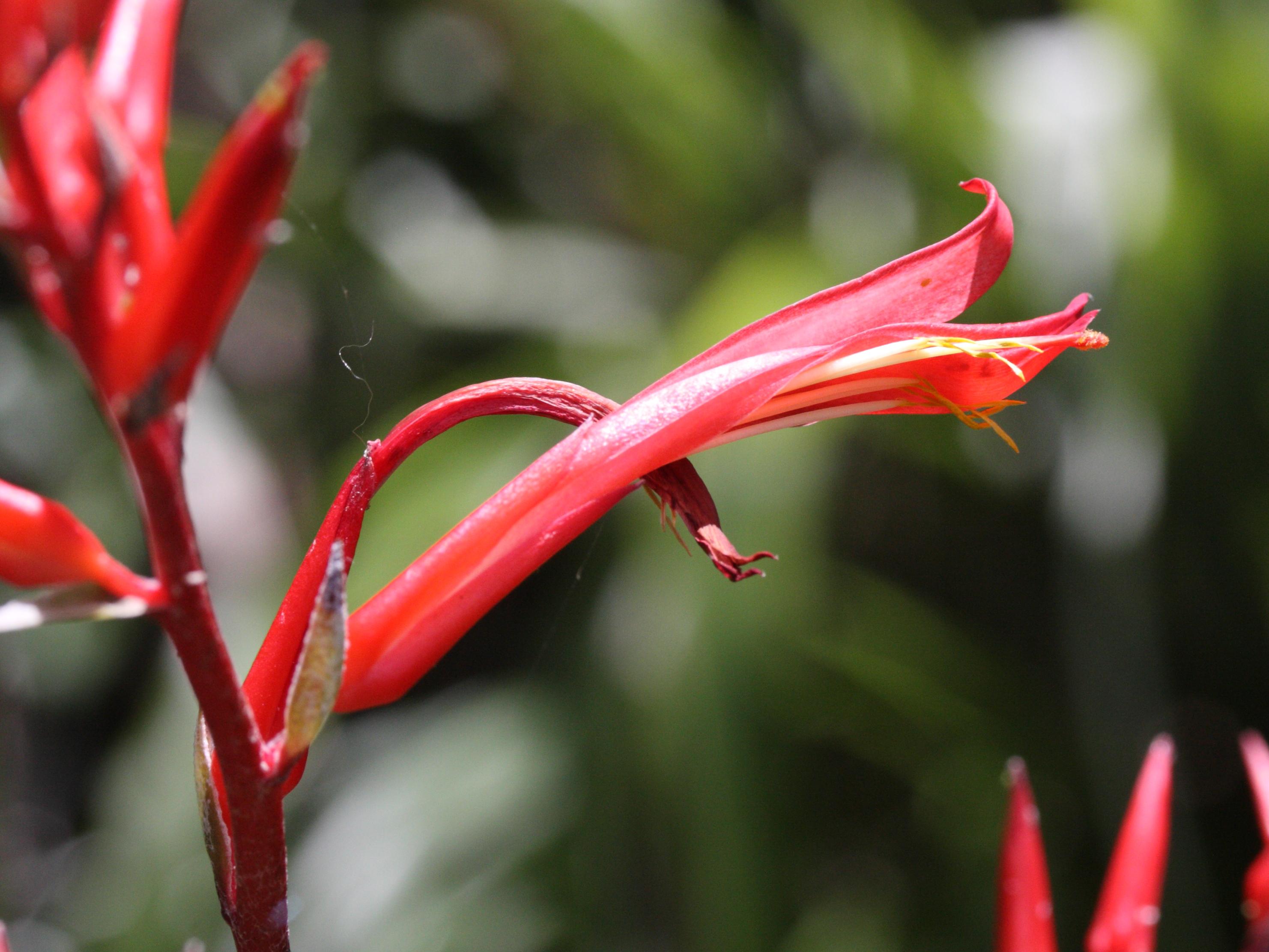 pitcairnia_angustifolia2md