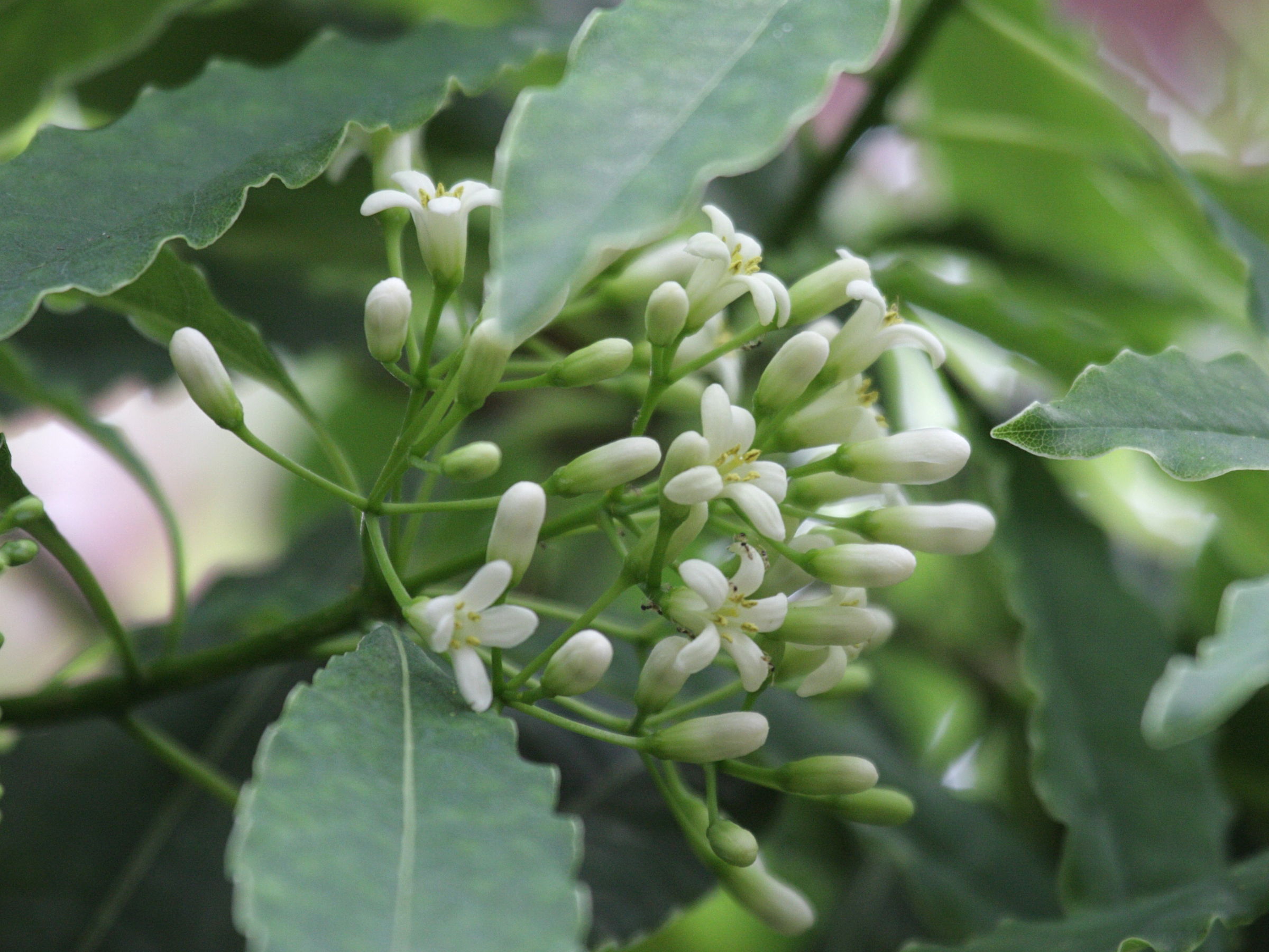 pittosporum_senacia2bd