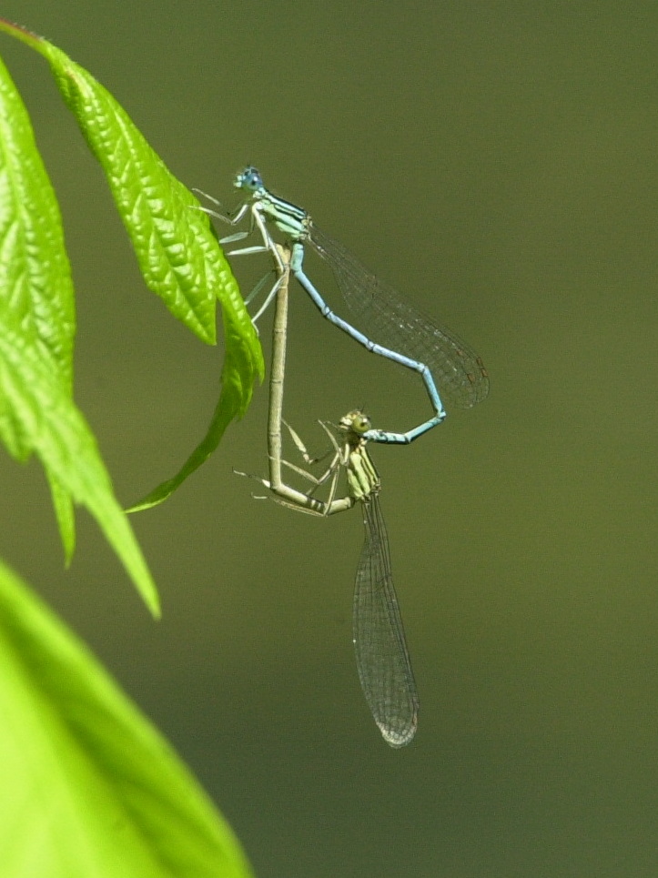platycnemis_pennipes2md