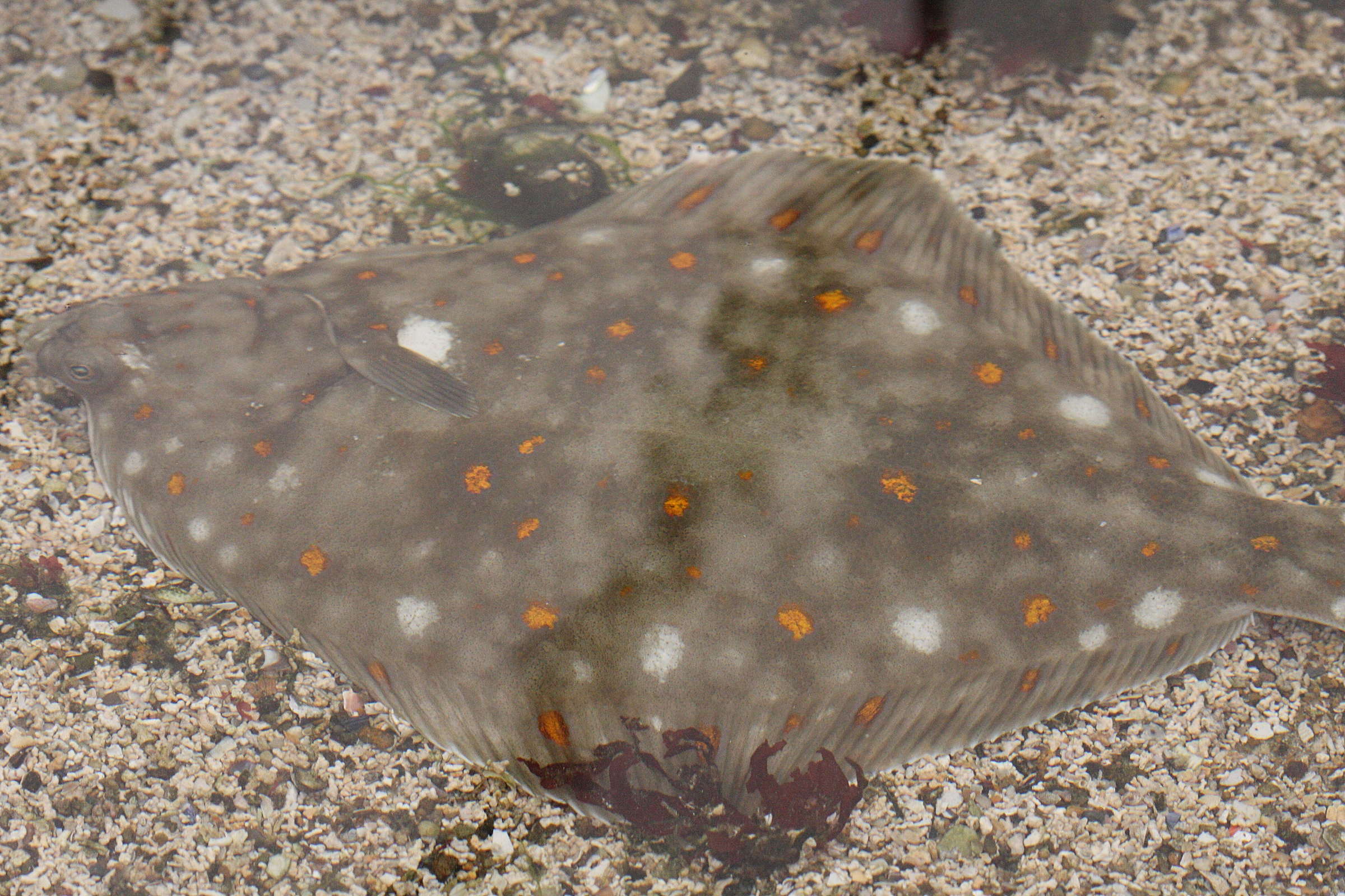 Afficher le média pleuronectes_platessa3bd pleuronectes_platessa3bd