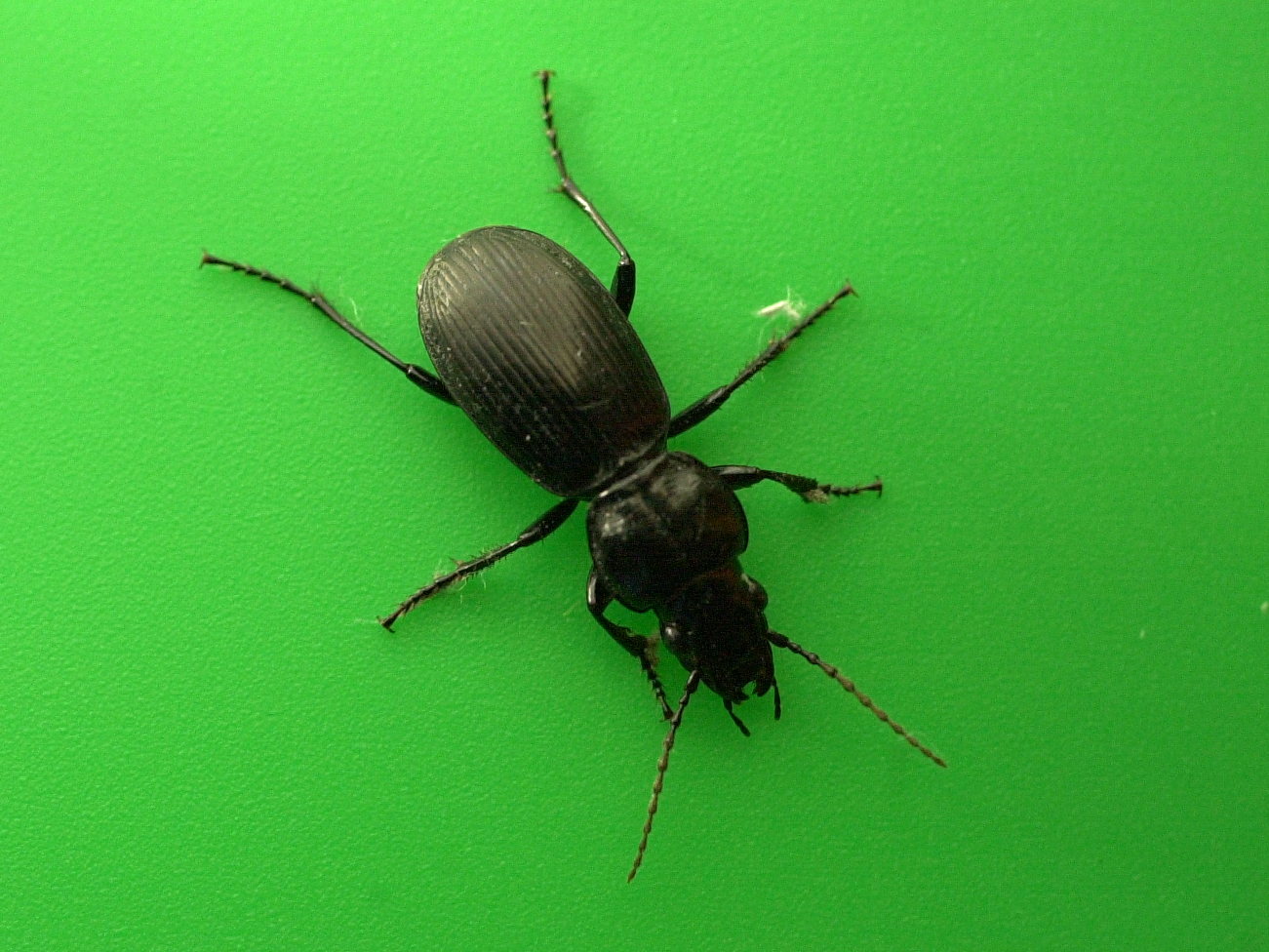 pterostichus_madidus2md