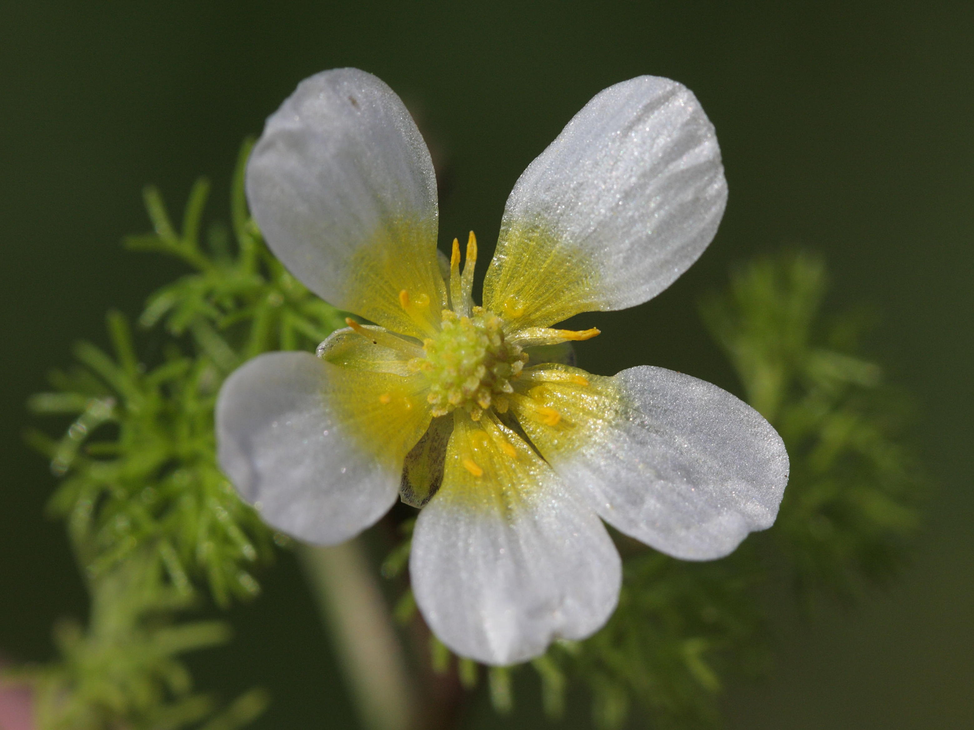 ranunculus_baudotii3bd