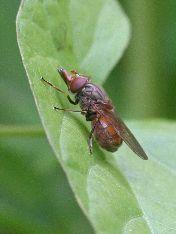 rhingia_campestris1bd