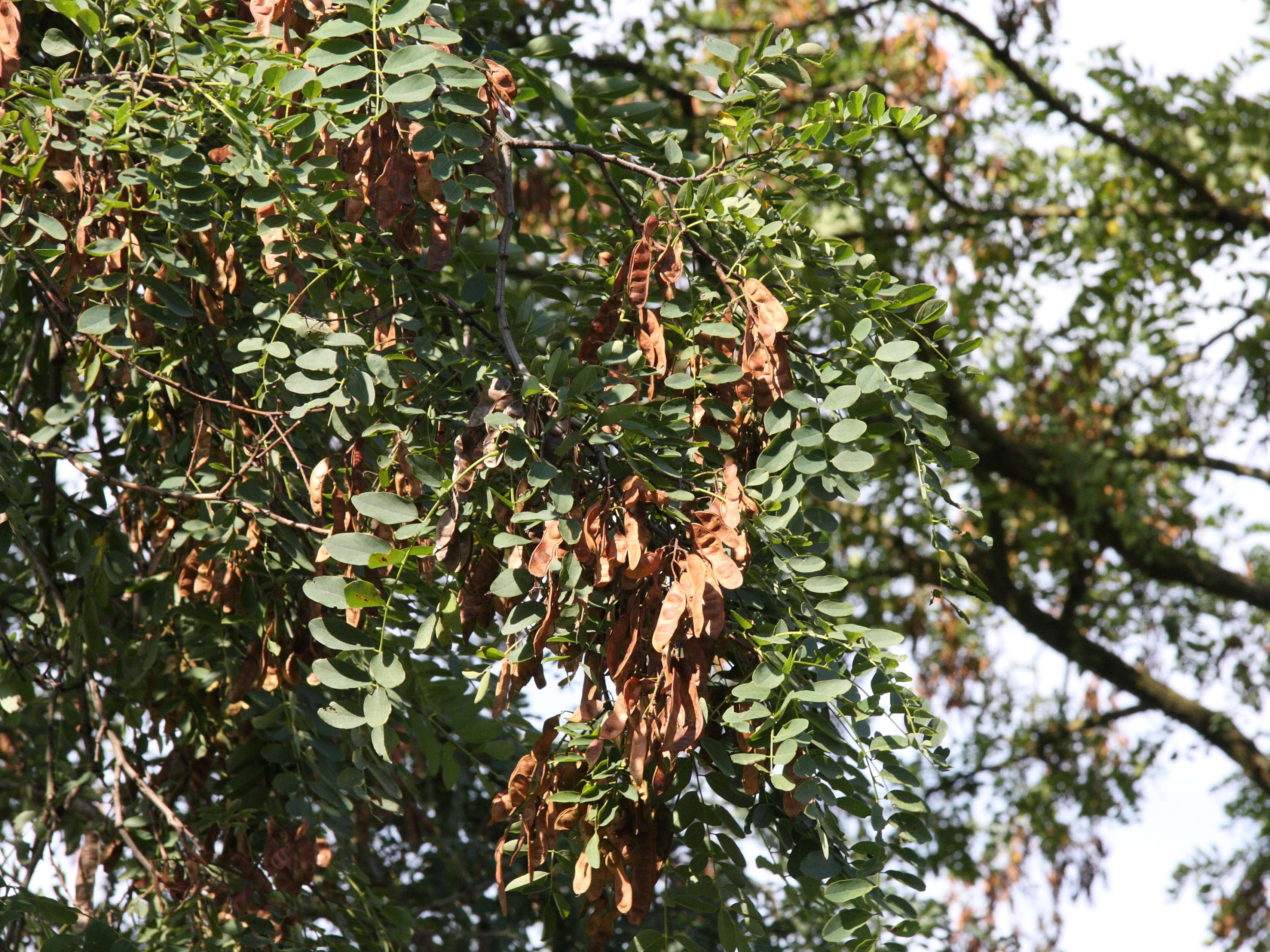 Afficher le média Robinia_pseudoacacia Robinia_pseudoacacia