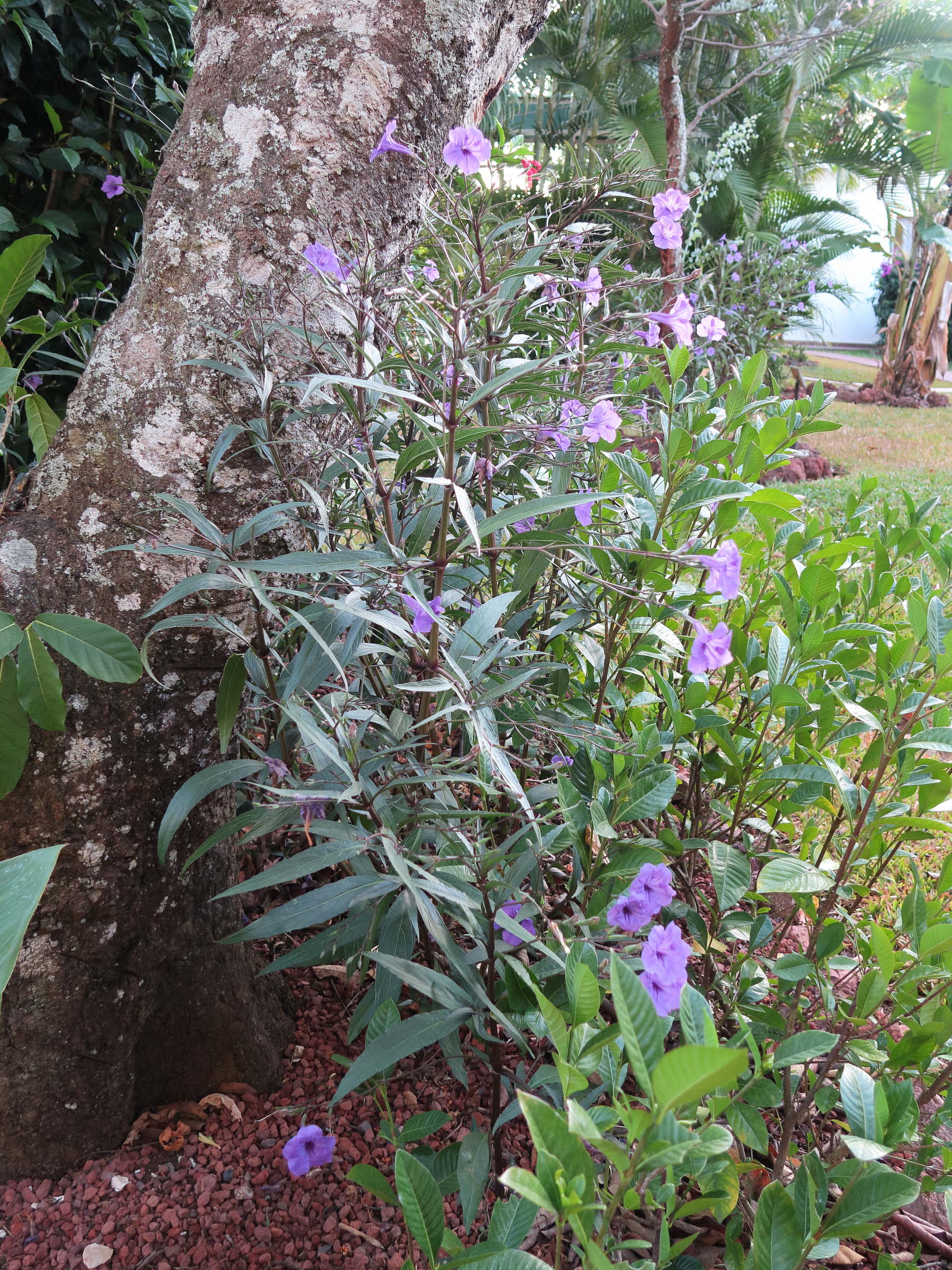 Afficher le média ruellia_simplex1md ruellia_simplex1md