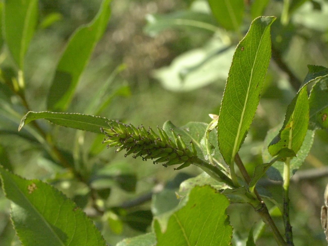 Afficher le média salix_pentandra3md salix_pentandra3md