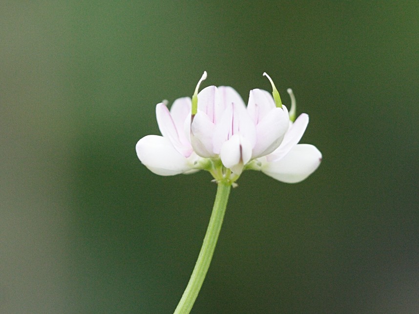 securigera_cretica2md