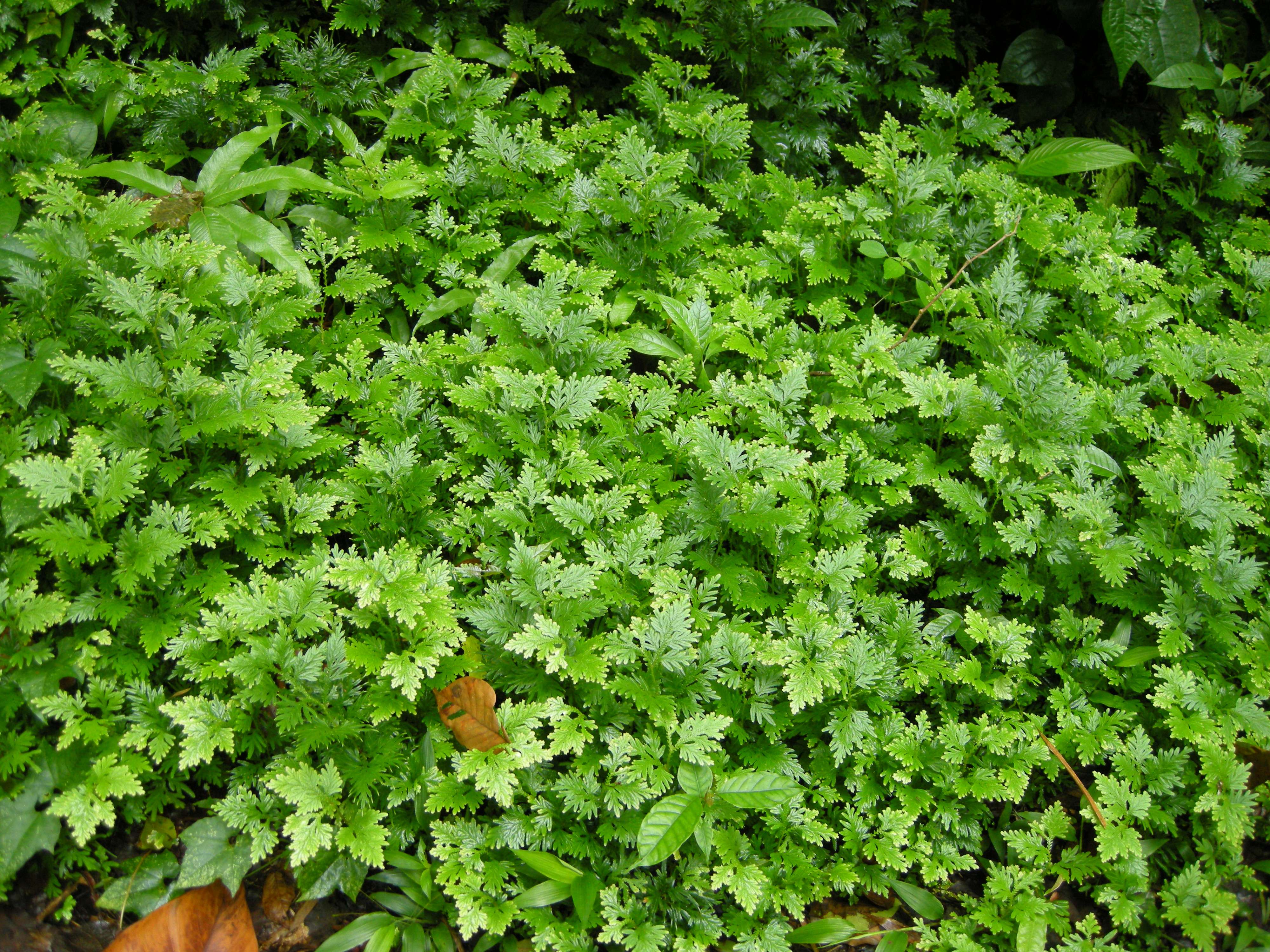 selaginella_flabellata1md