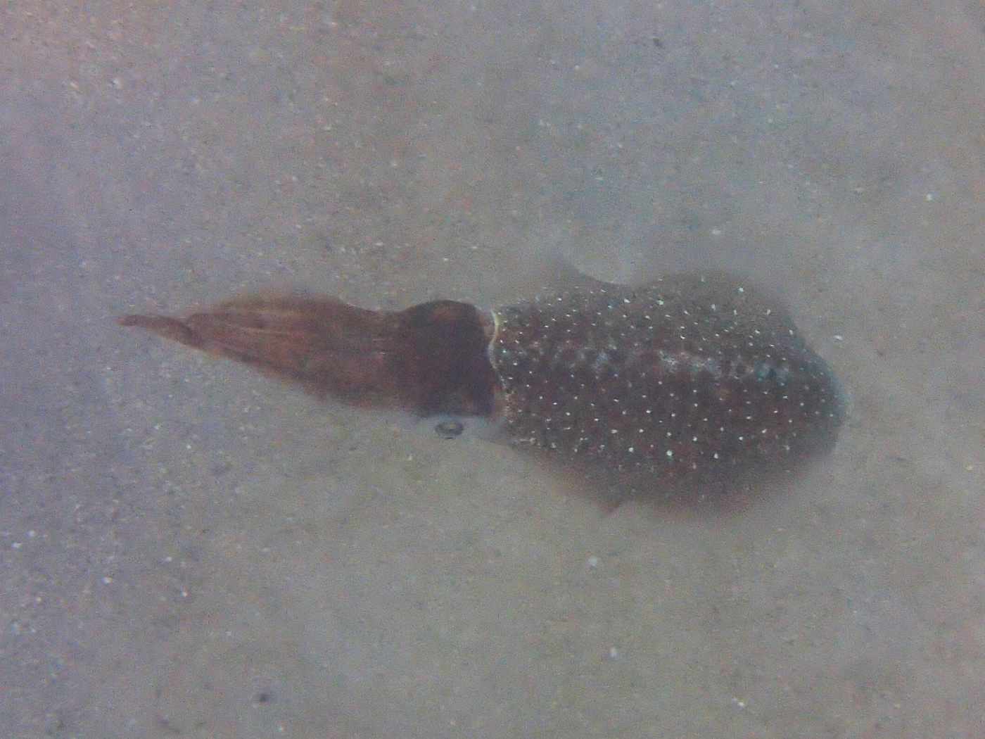 Afficher le média sepioteuthis_sepioidea3sd sepioteuthis_sepioidea3sd