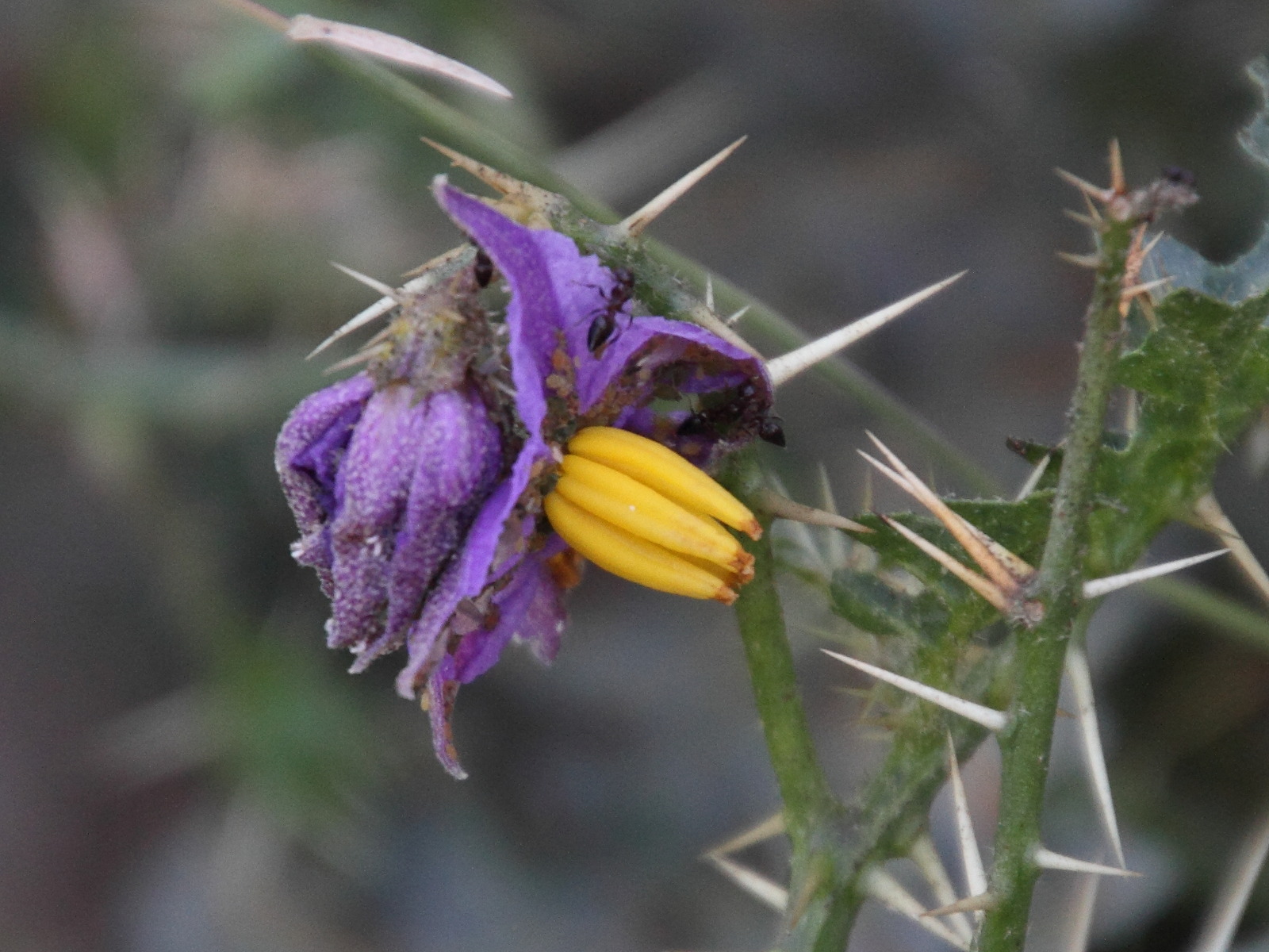 Afficher le média solanum_virginianum3md solanum_virginianum3md