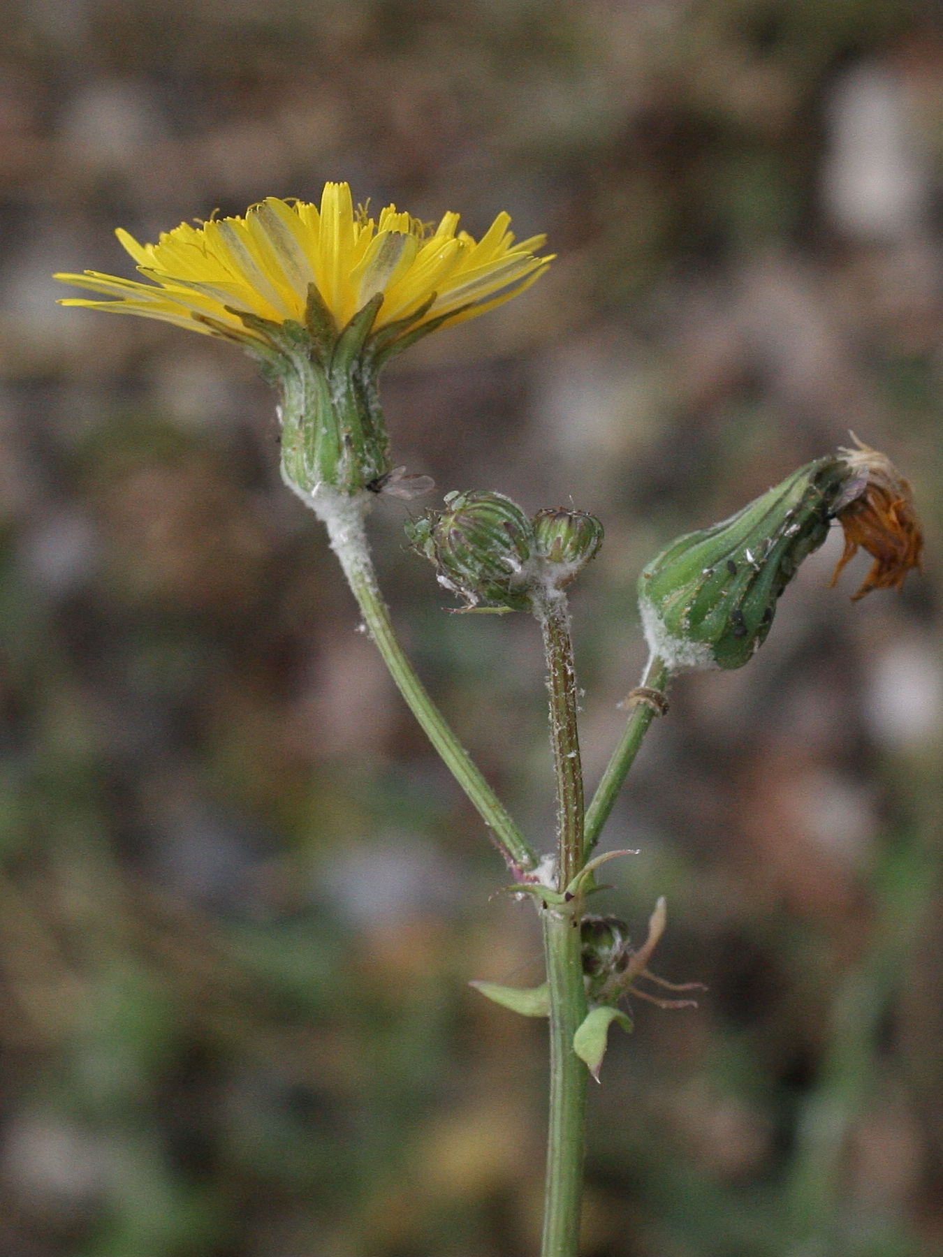 sonchus_tenerrimus4md