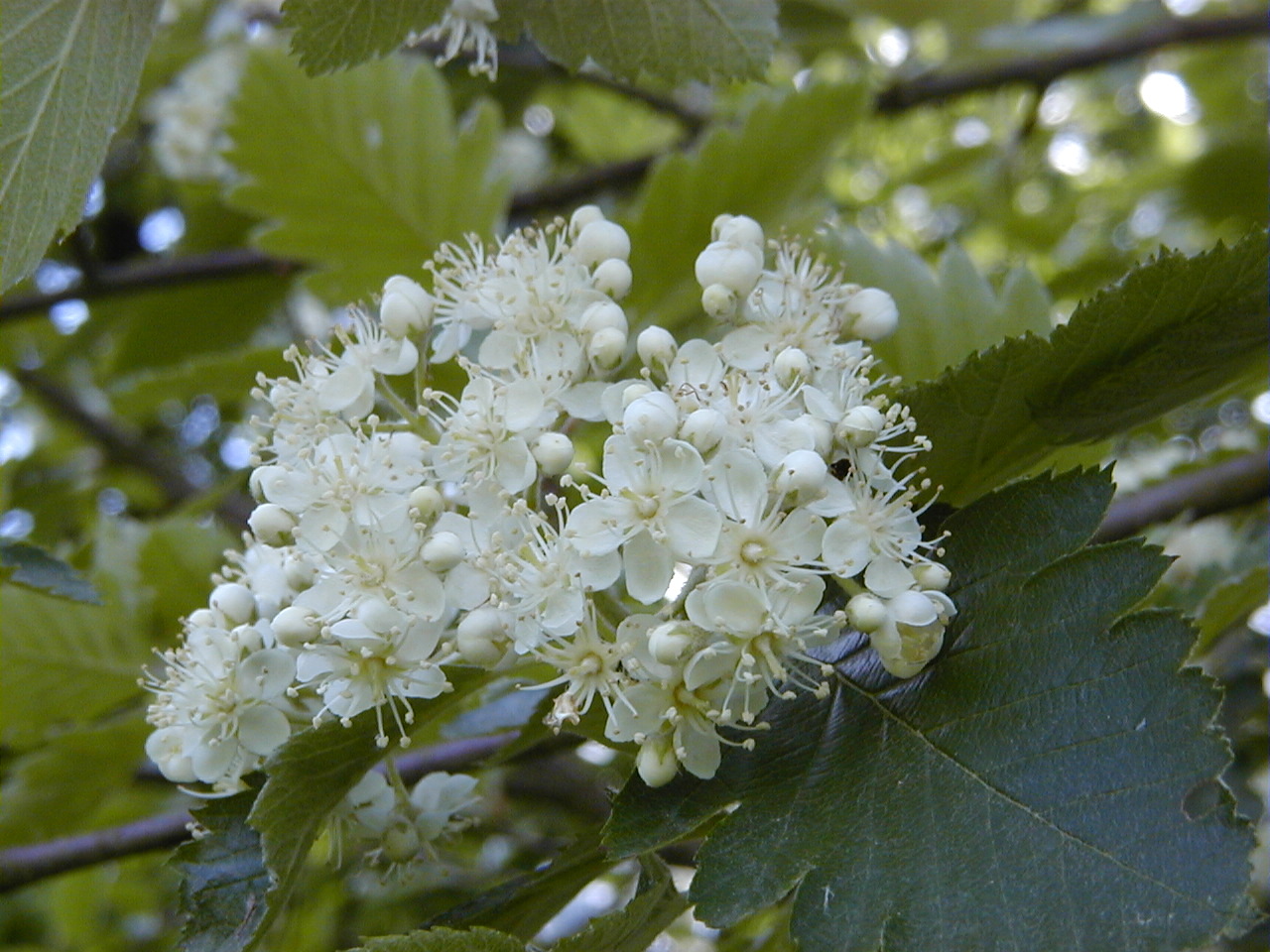 Sorbus_x tomentella