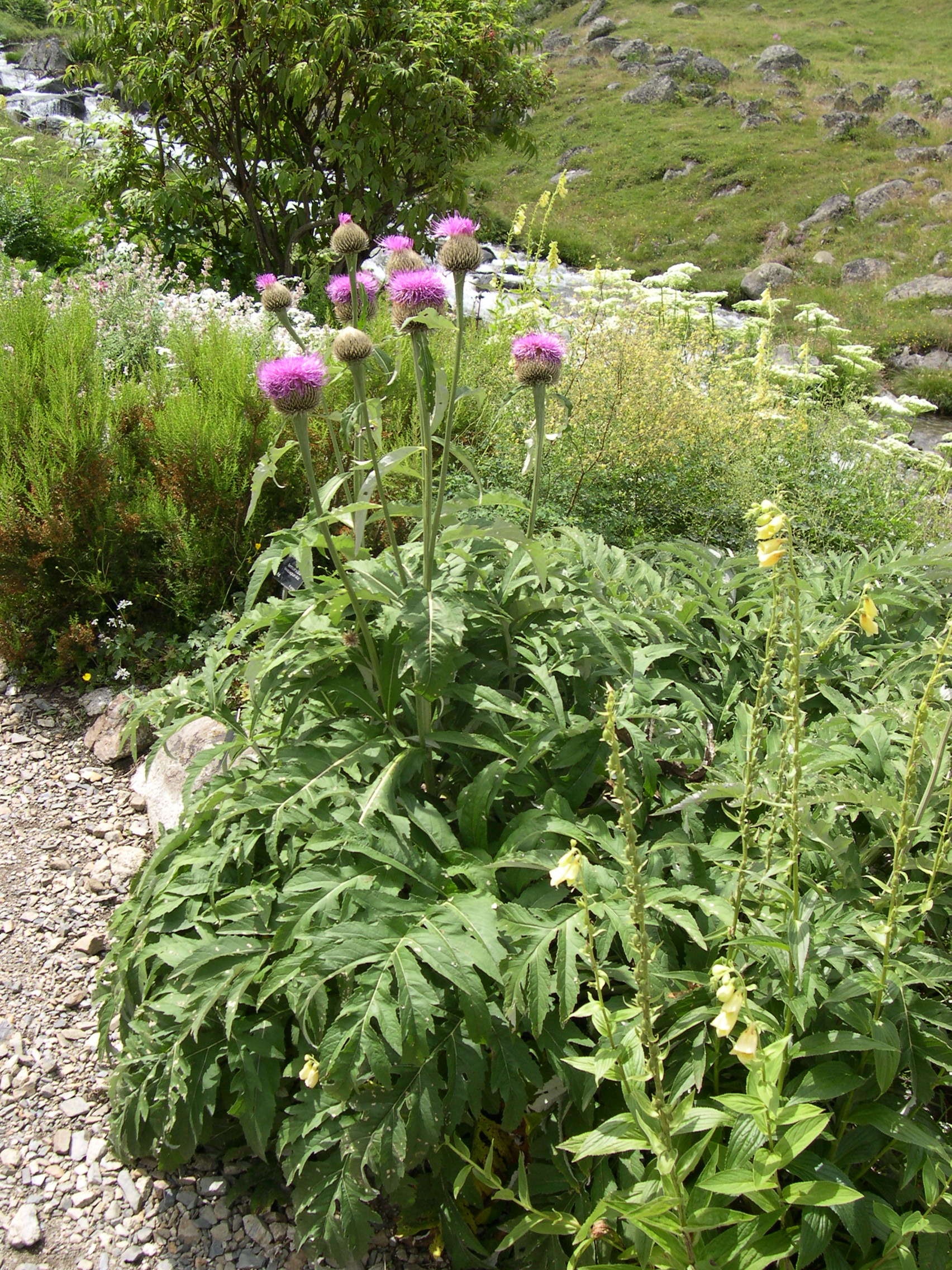 Afficher le média Stemmacantha_centauroides Stemmacantha_centauroides