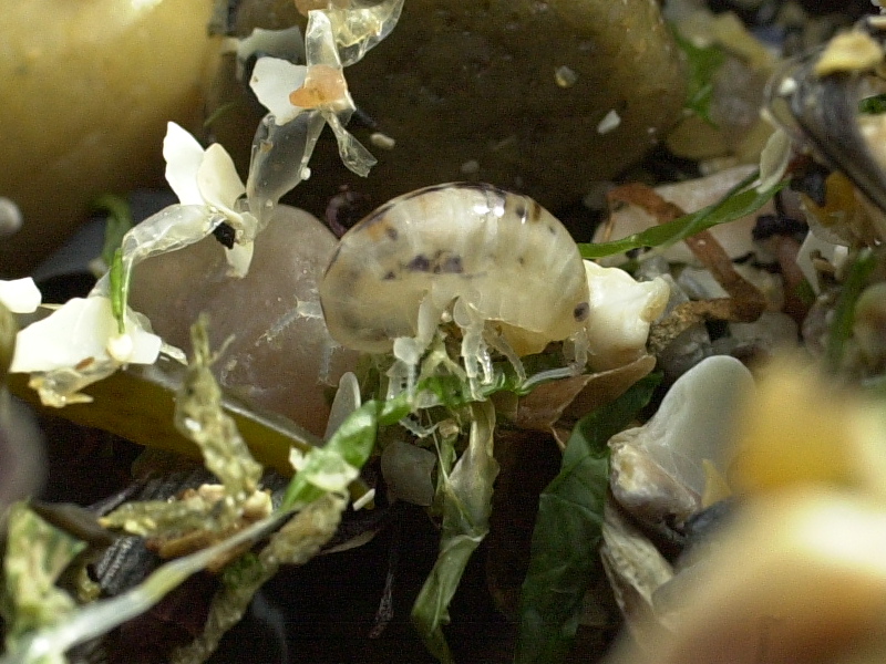 Afficher le média talitrus_saltator2md talitrus_saltator2md