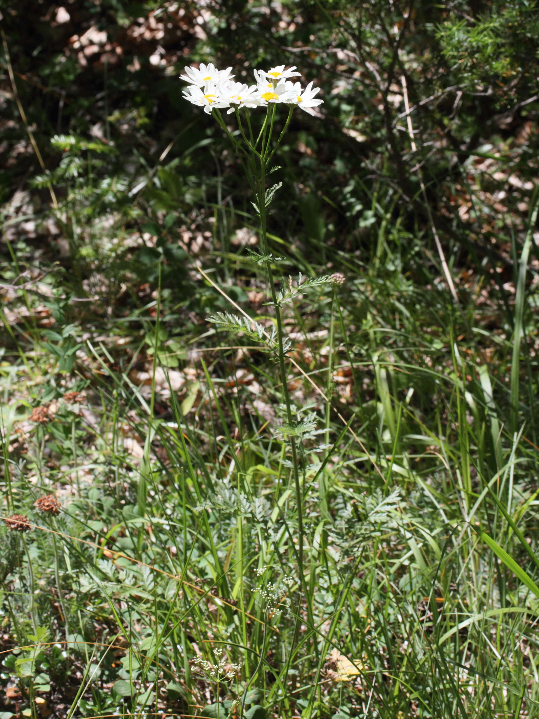 tanacetum_corymbosum_corymbosum4md