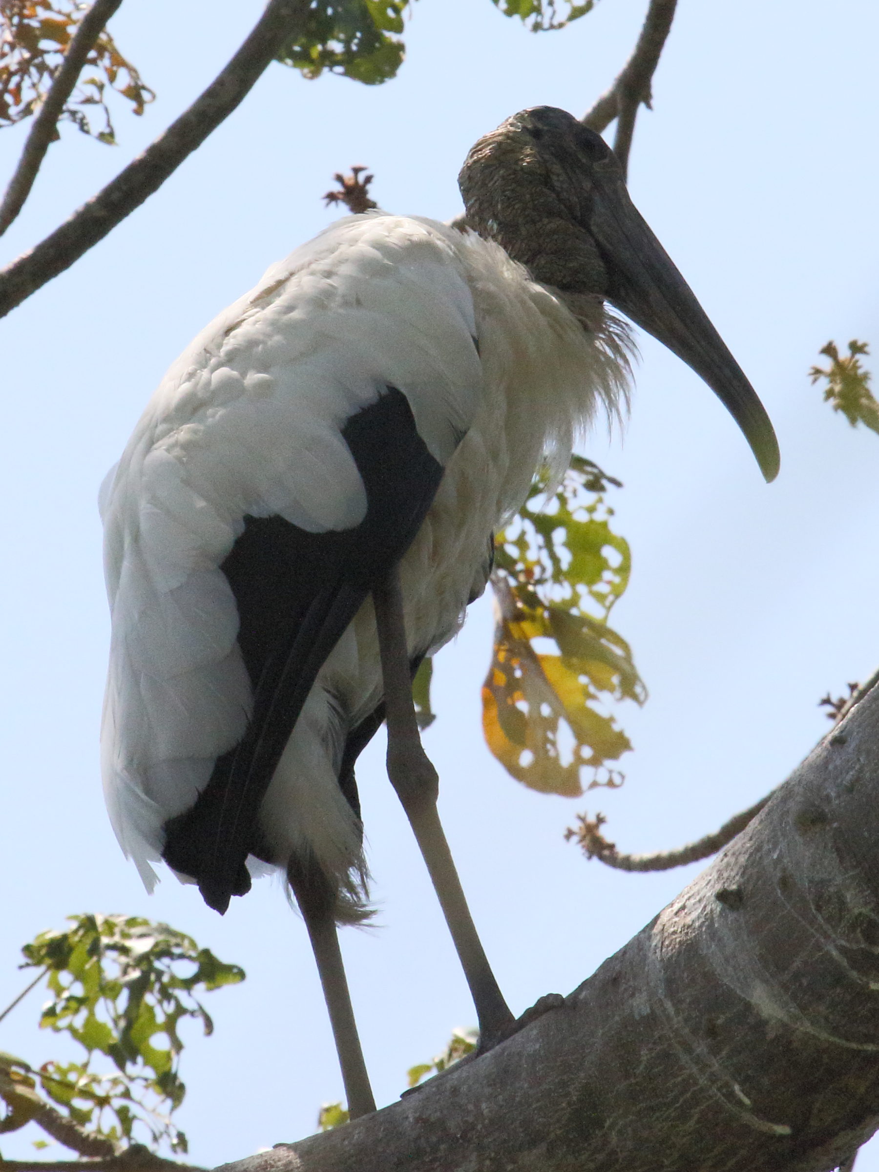 tantale_d-amerique_-_mycteria_americana2bd