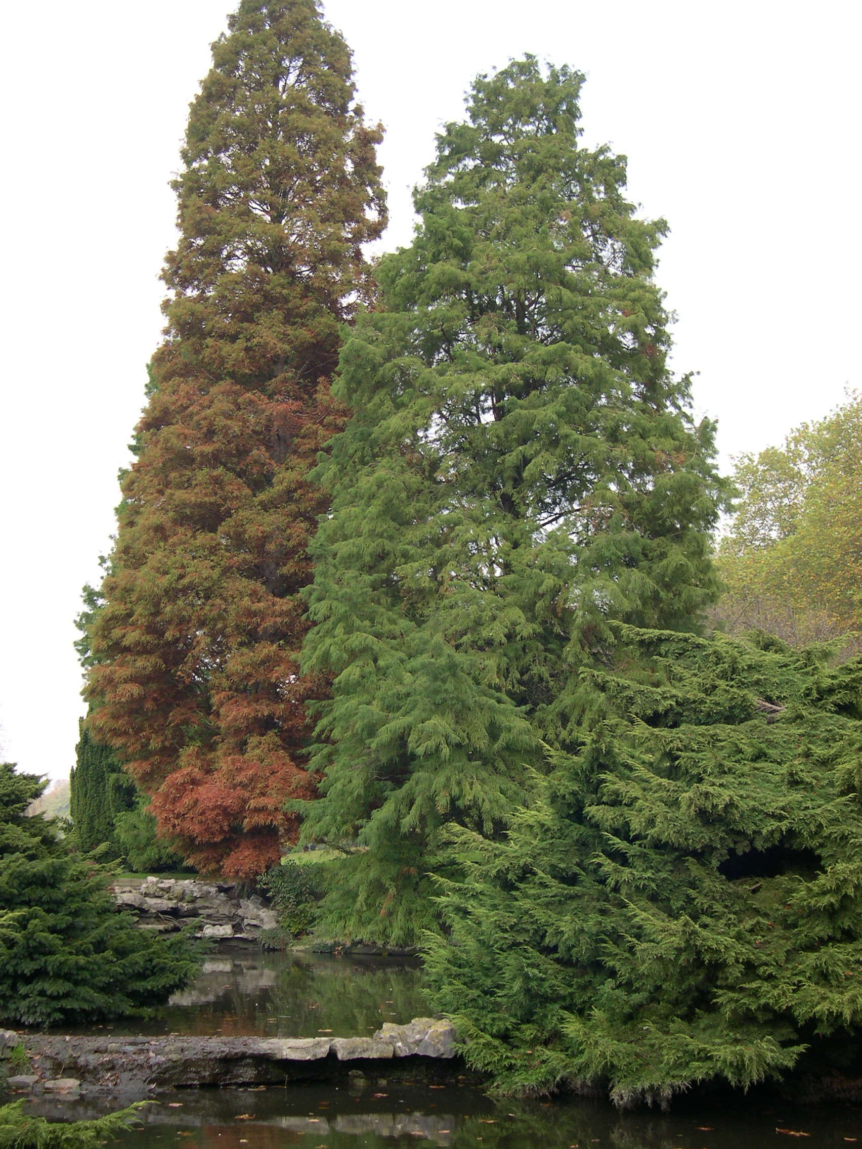 Afficher le média taxodium_distichum9md taxodium_distichum9md