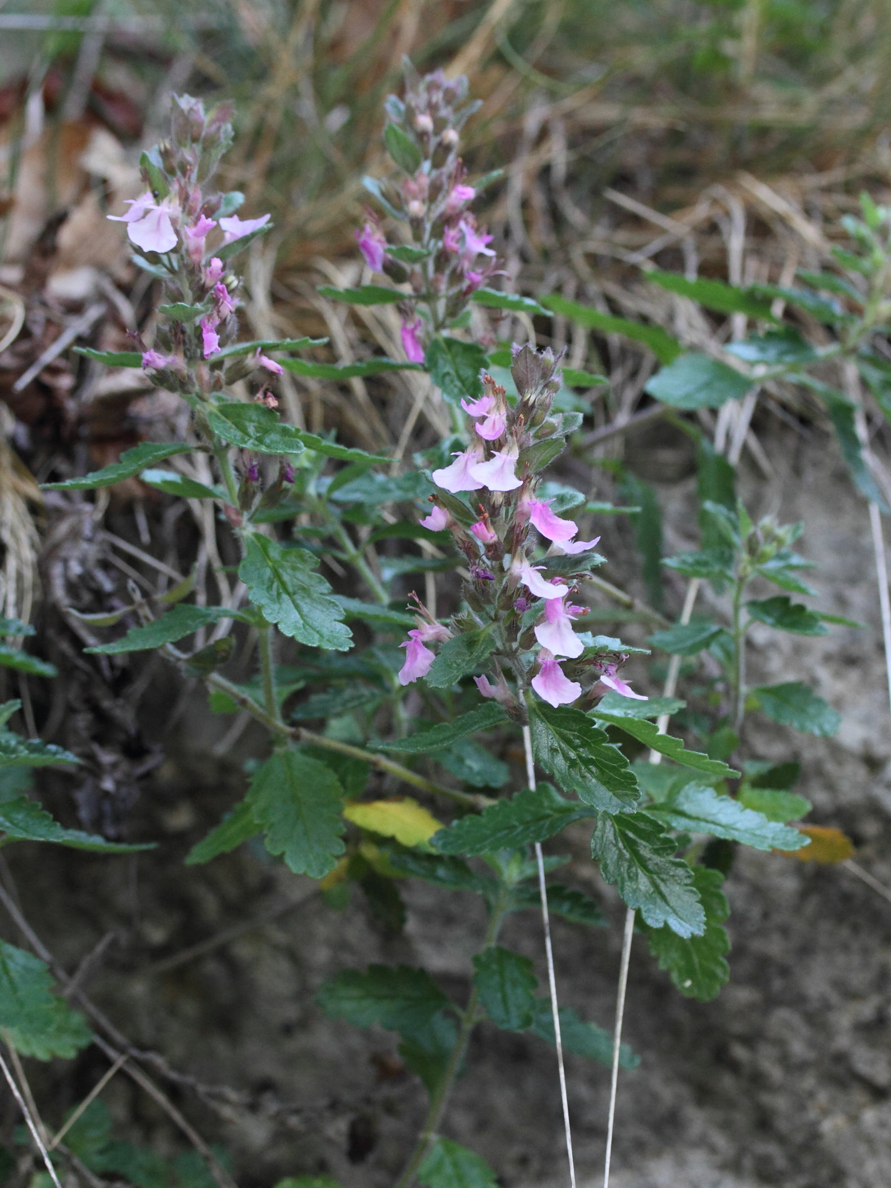 Afficher le média teucrium_chamaedrys3md teucrium_chamaedrys3md