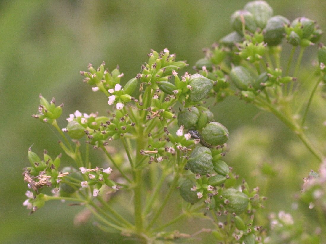 Afficher le média Thalictrum_flavum Thalictrum_flavum